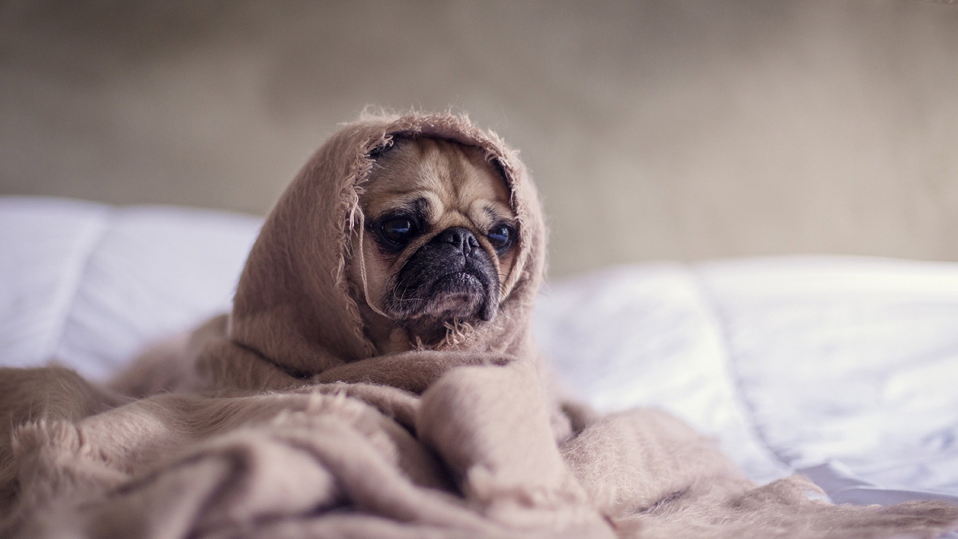 another pug in a blanket