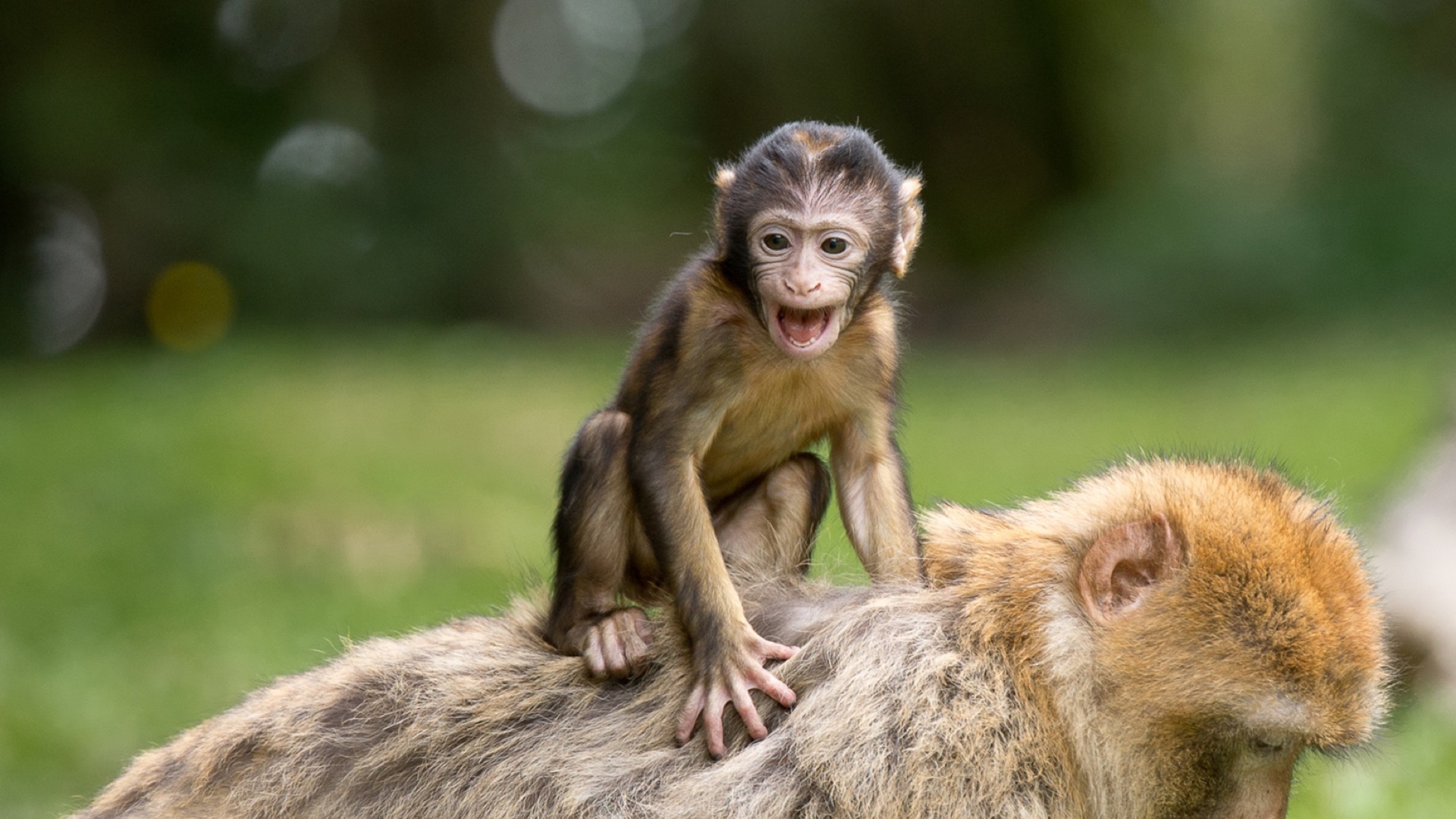 baby monkey on mothers back
