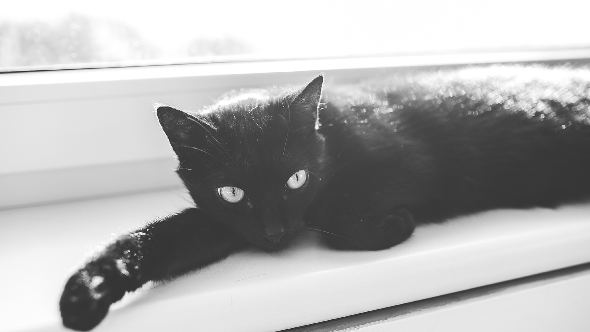 black and white of black and white cat