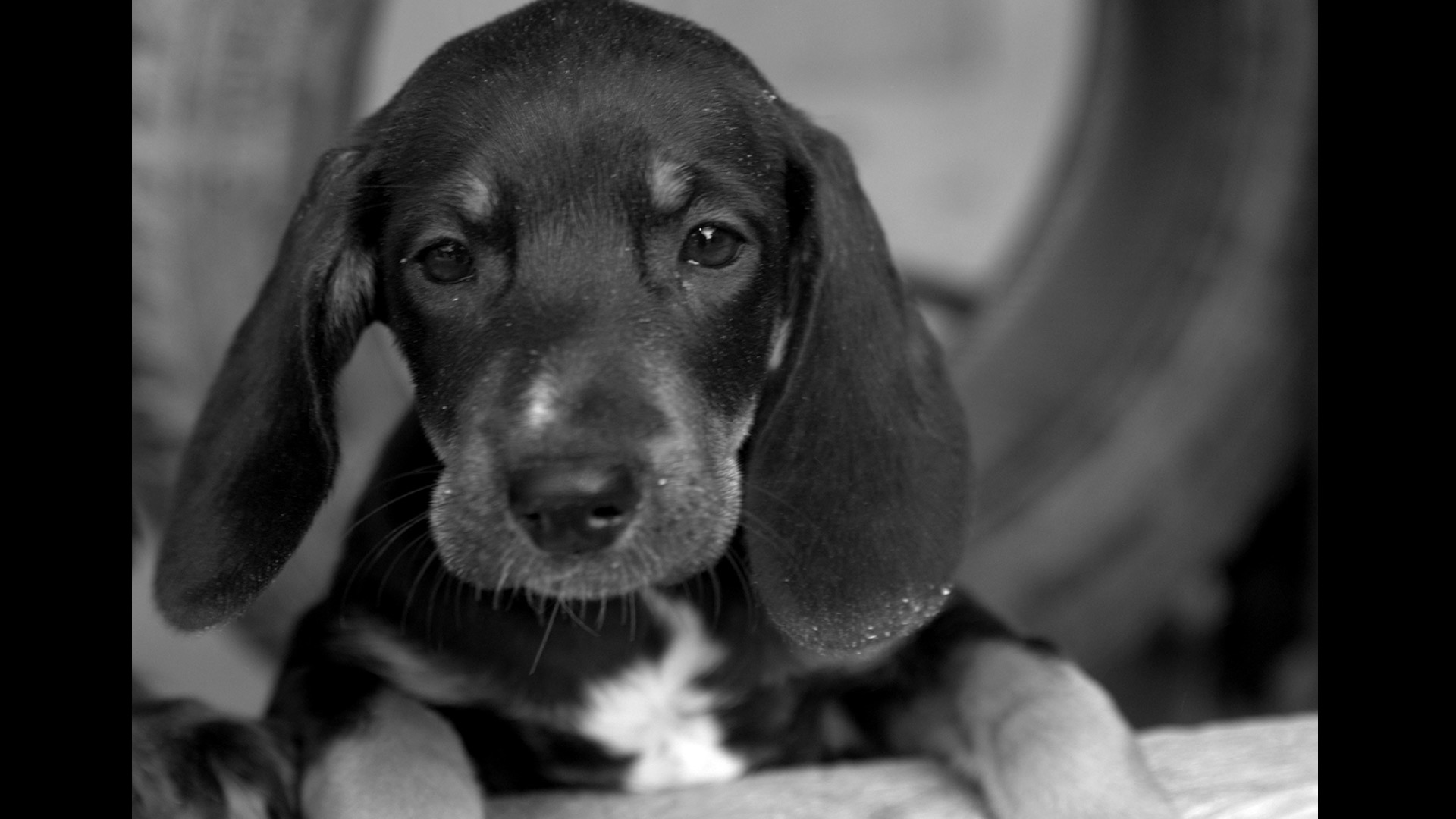 black and white of hound puppy