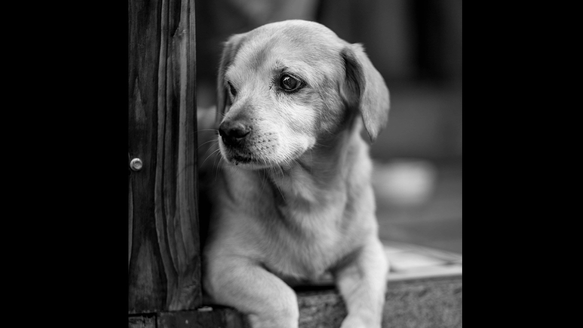 black and white of lab