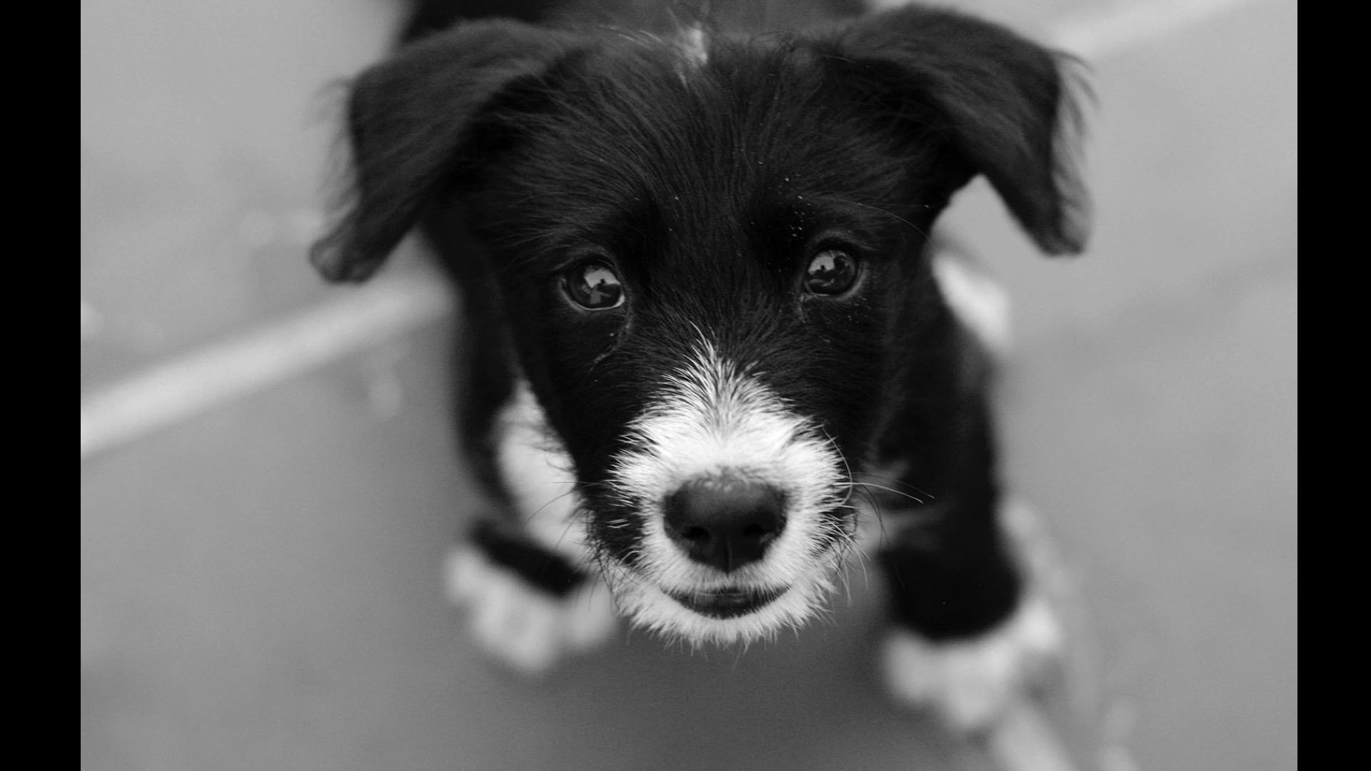 black and white of puppy
