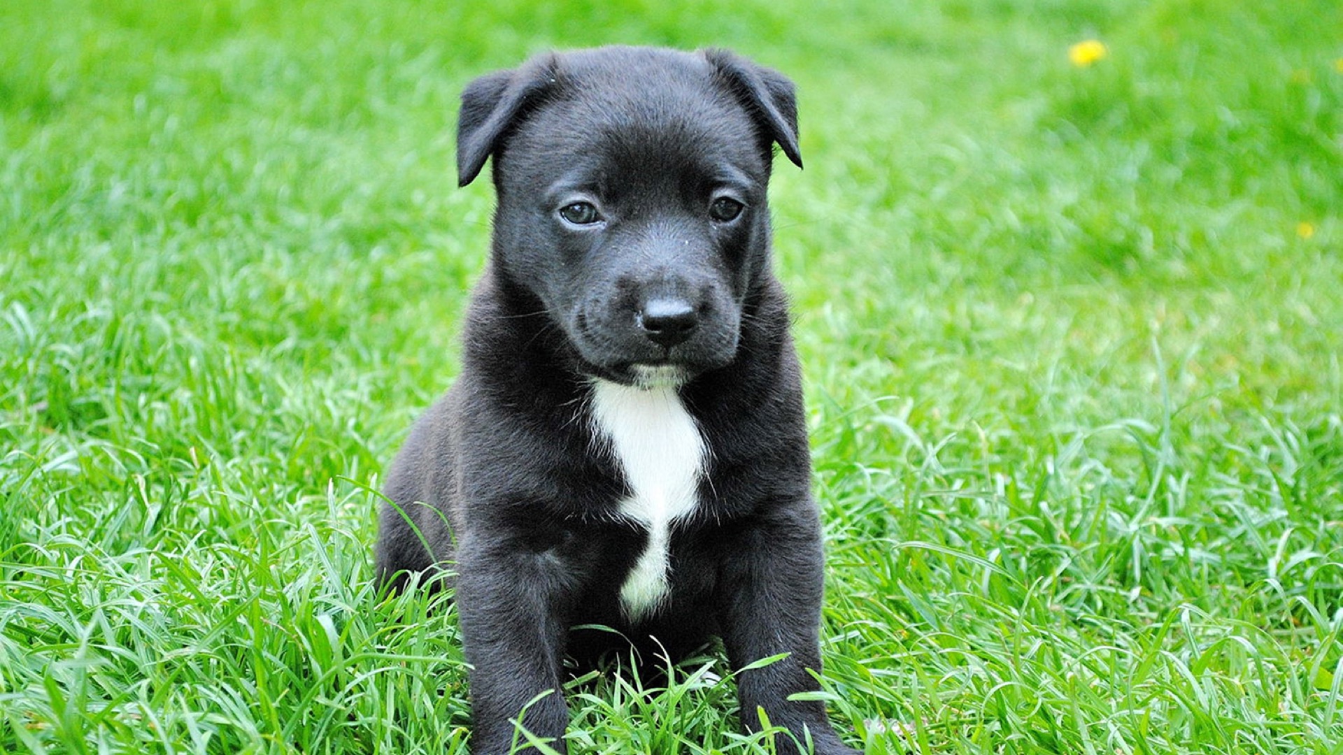 black puppy with white stripe on chest