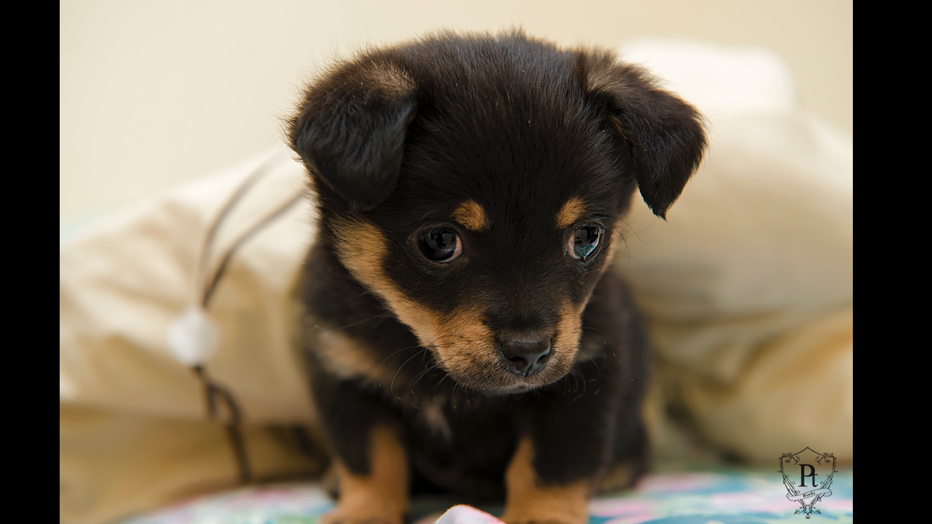brown and black puppy
