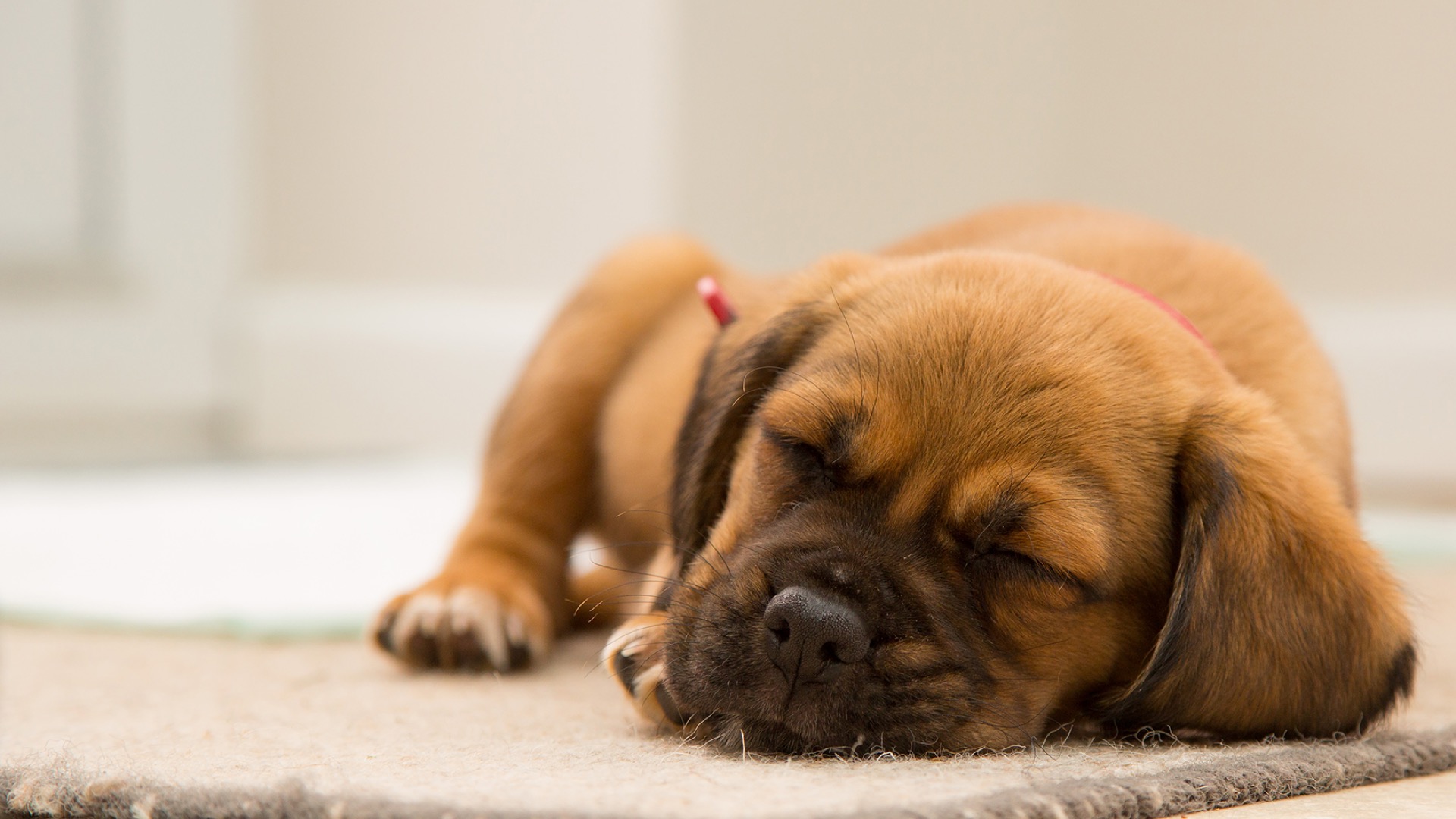 brown puppy sleeping on rug