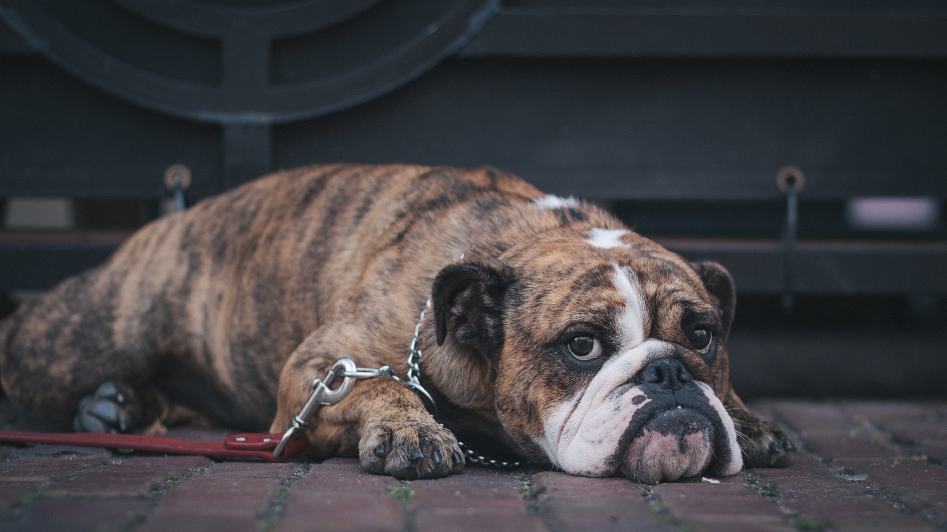 bulldog chained up