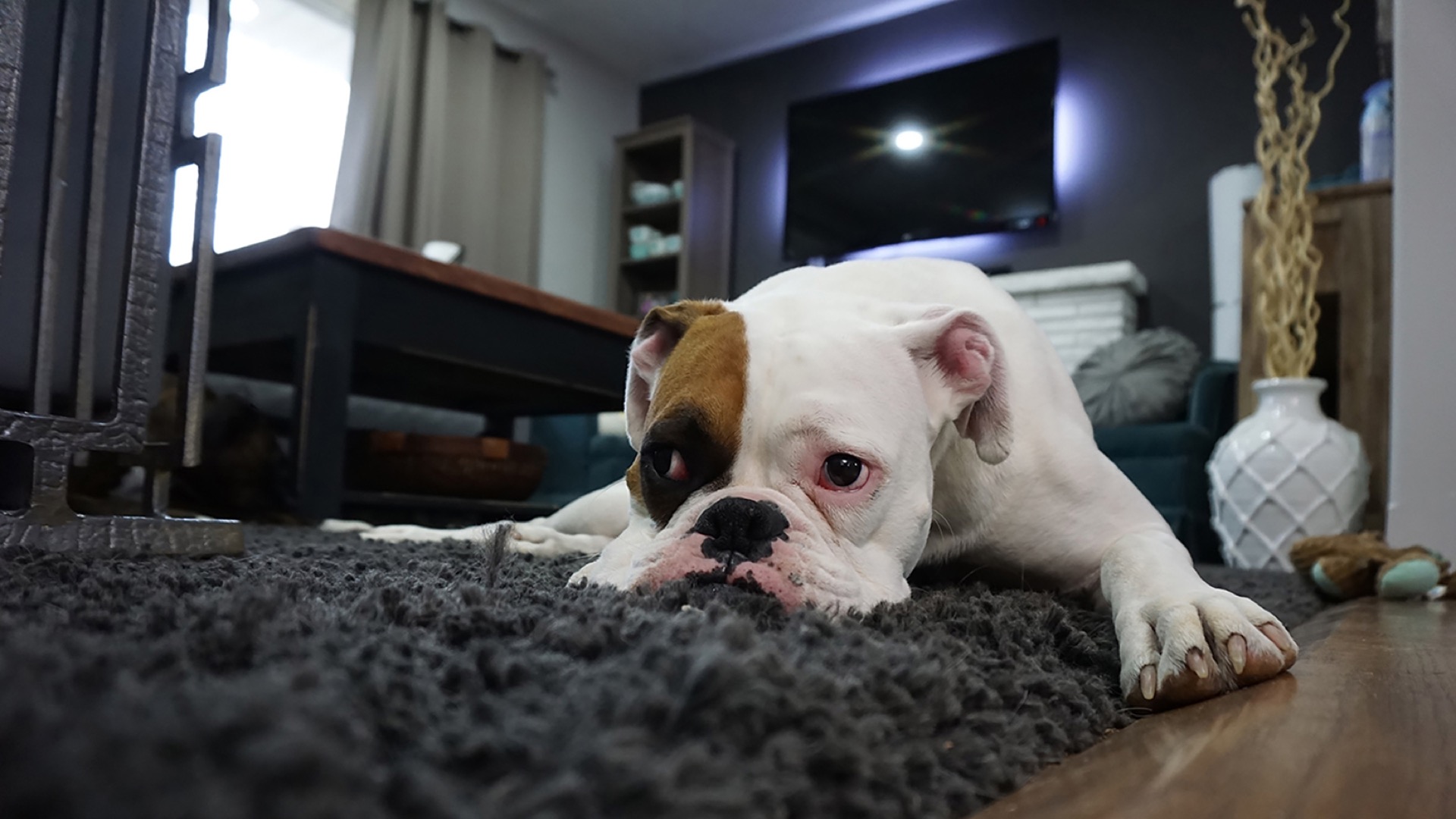 bulldog on rug
