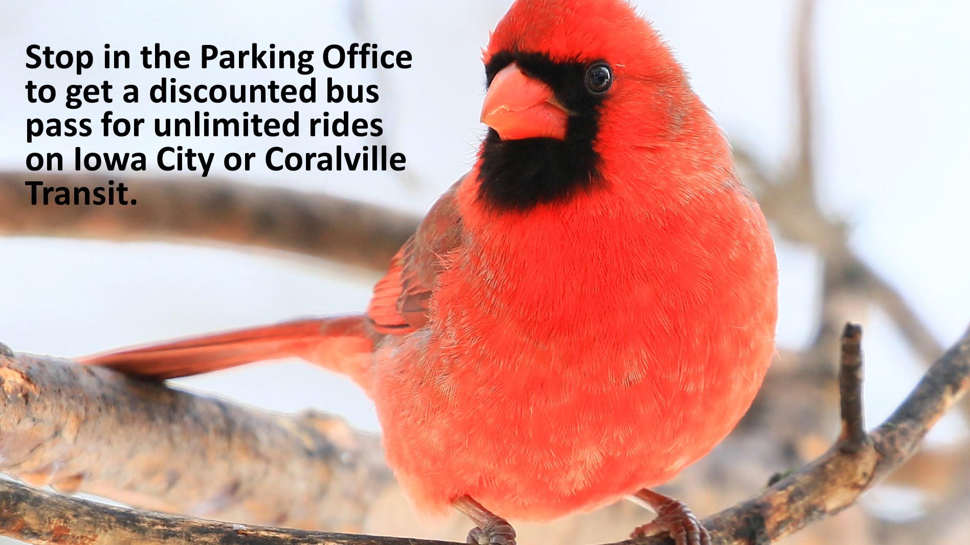 Get bus passes in the Parking Office