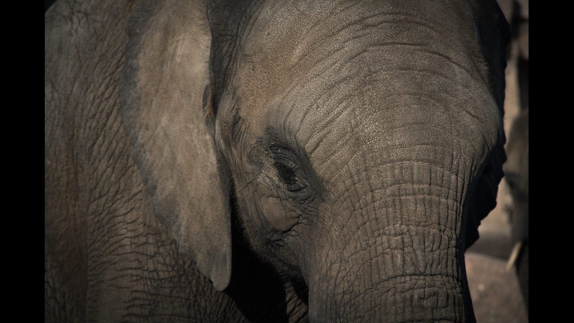 close up of baby elephant