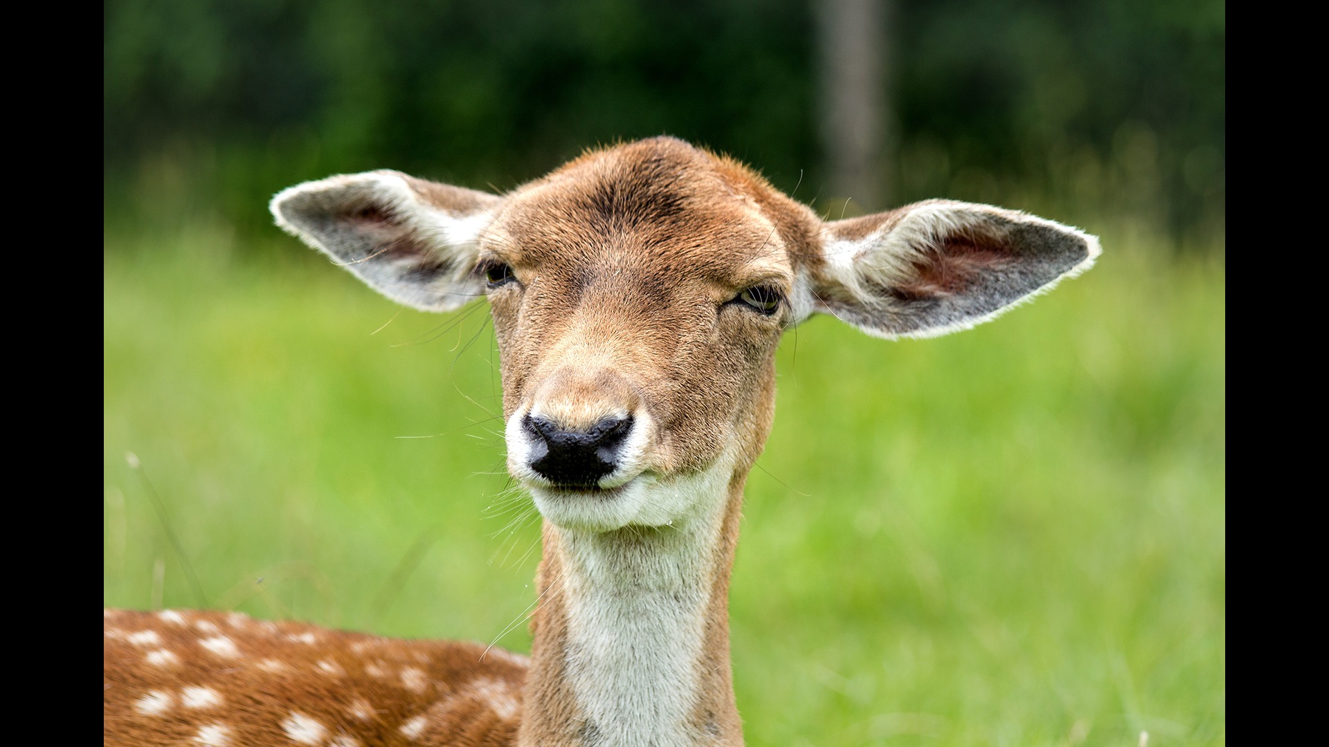 close up of fawn
