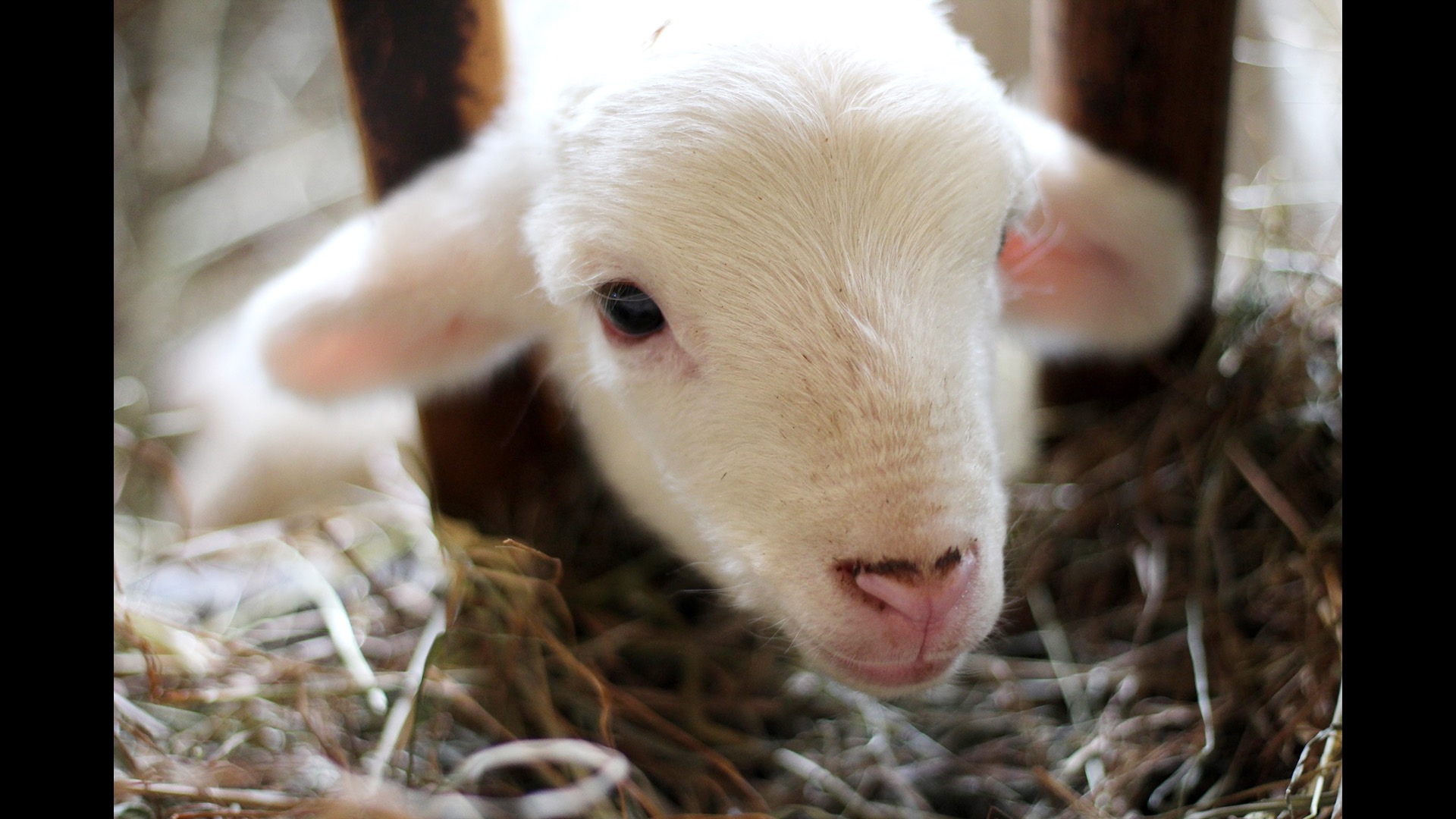 close up of lamb