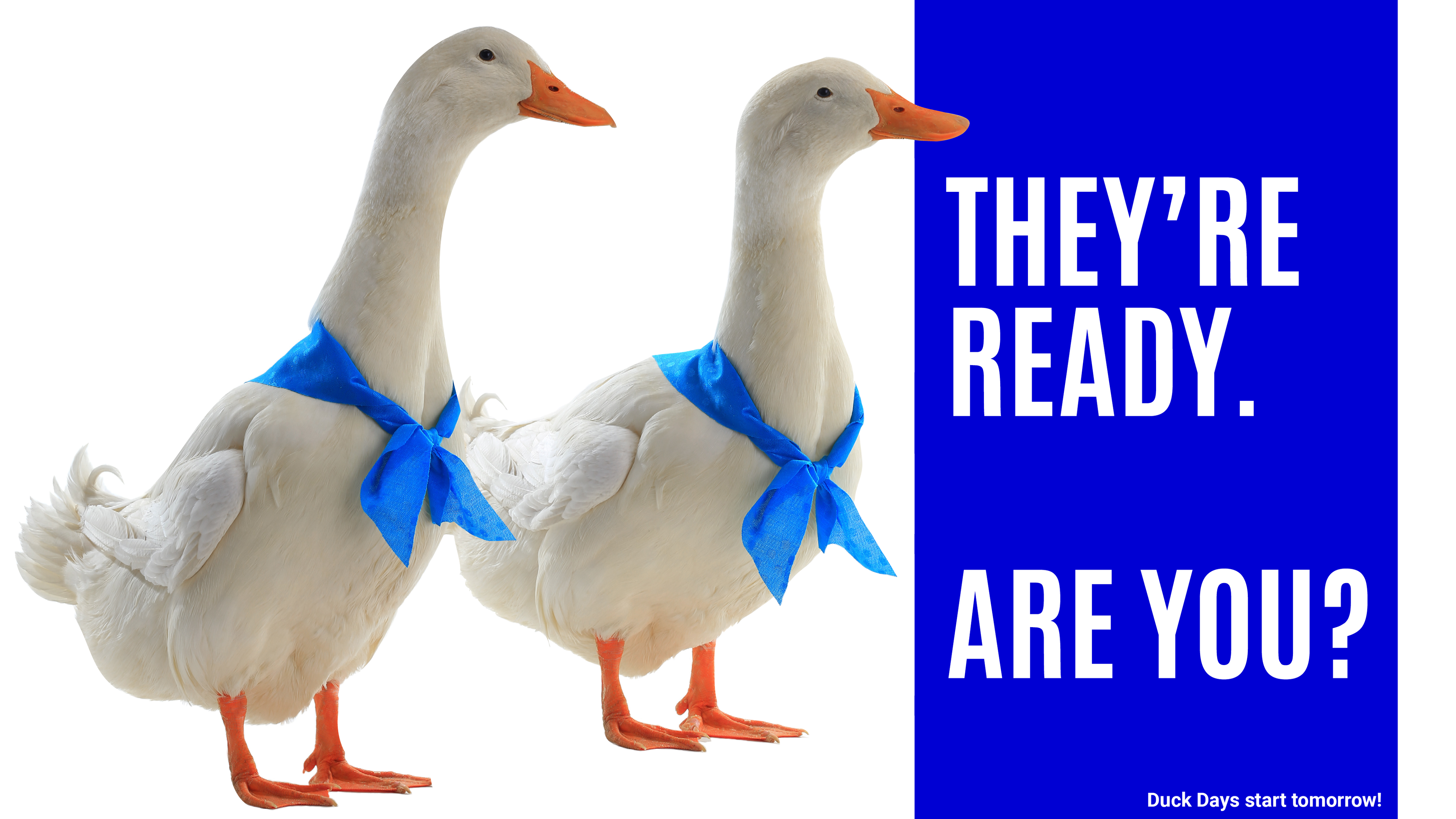 Two white ducks wearing blue bow ties. Text reads: They're ready. Are you? Duck Days start tomorrow!