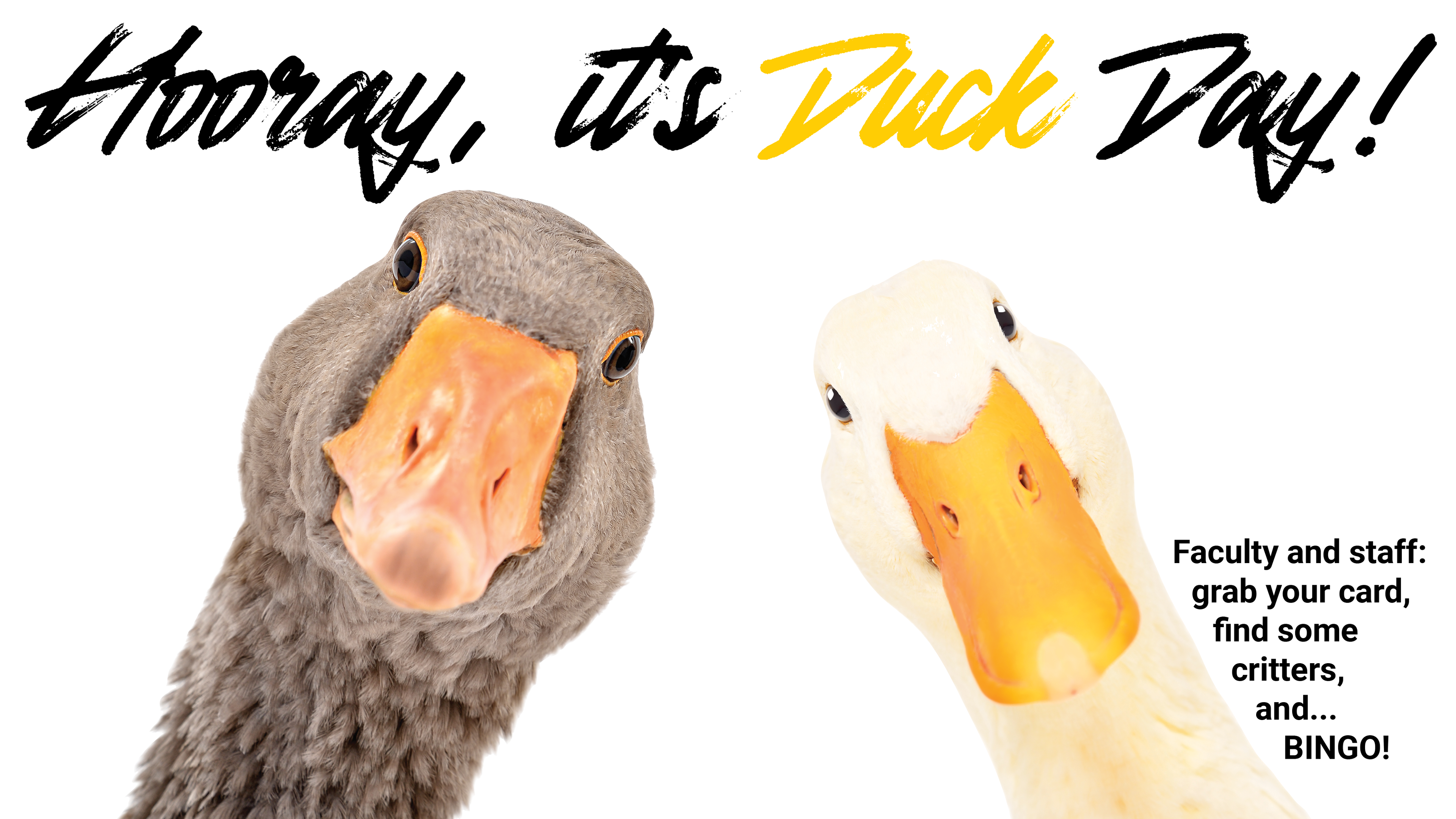 two ducks looking at camera - text reads hooray, it's duck day