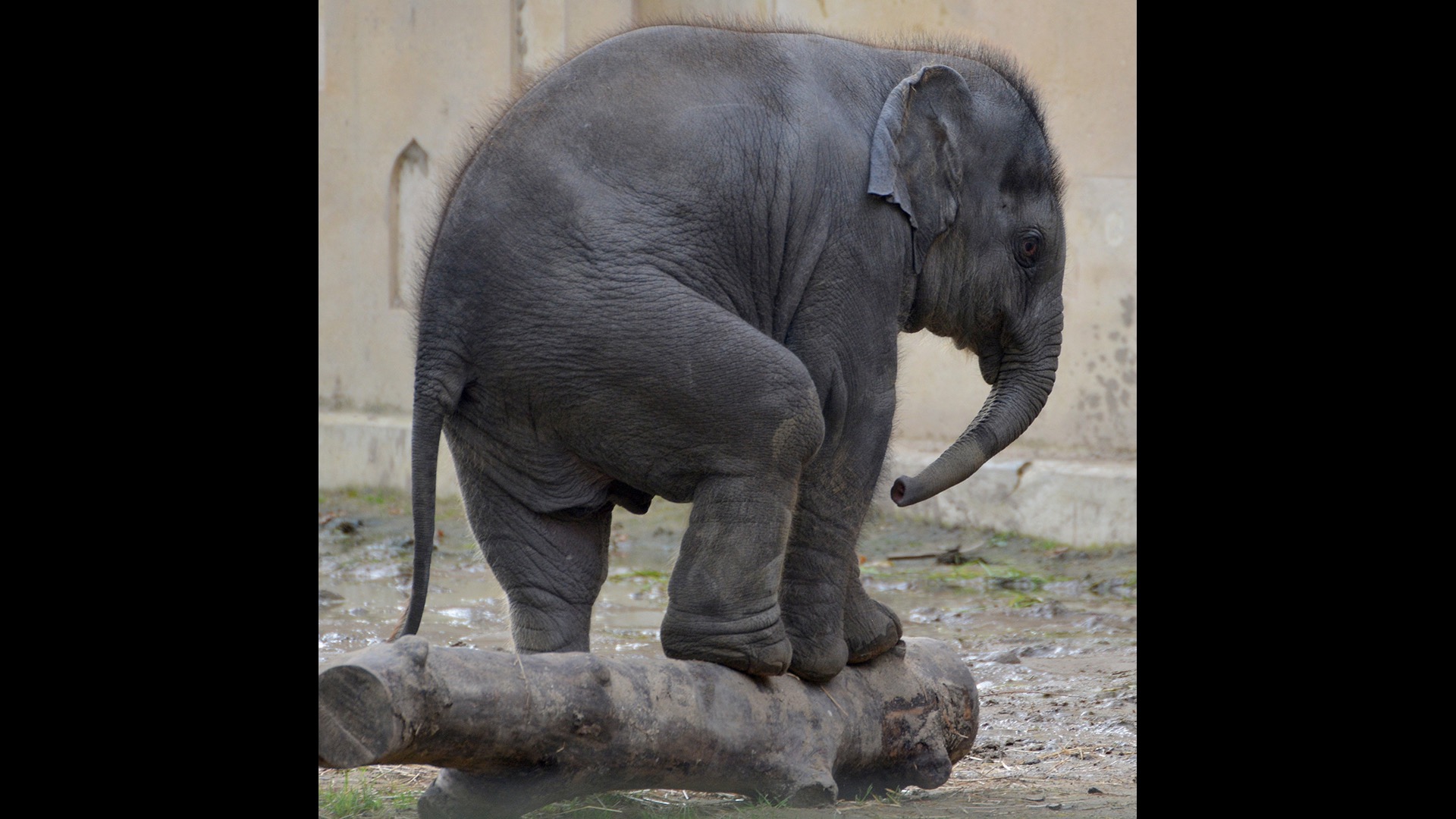elephant trying to stand on log