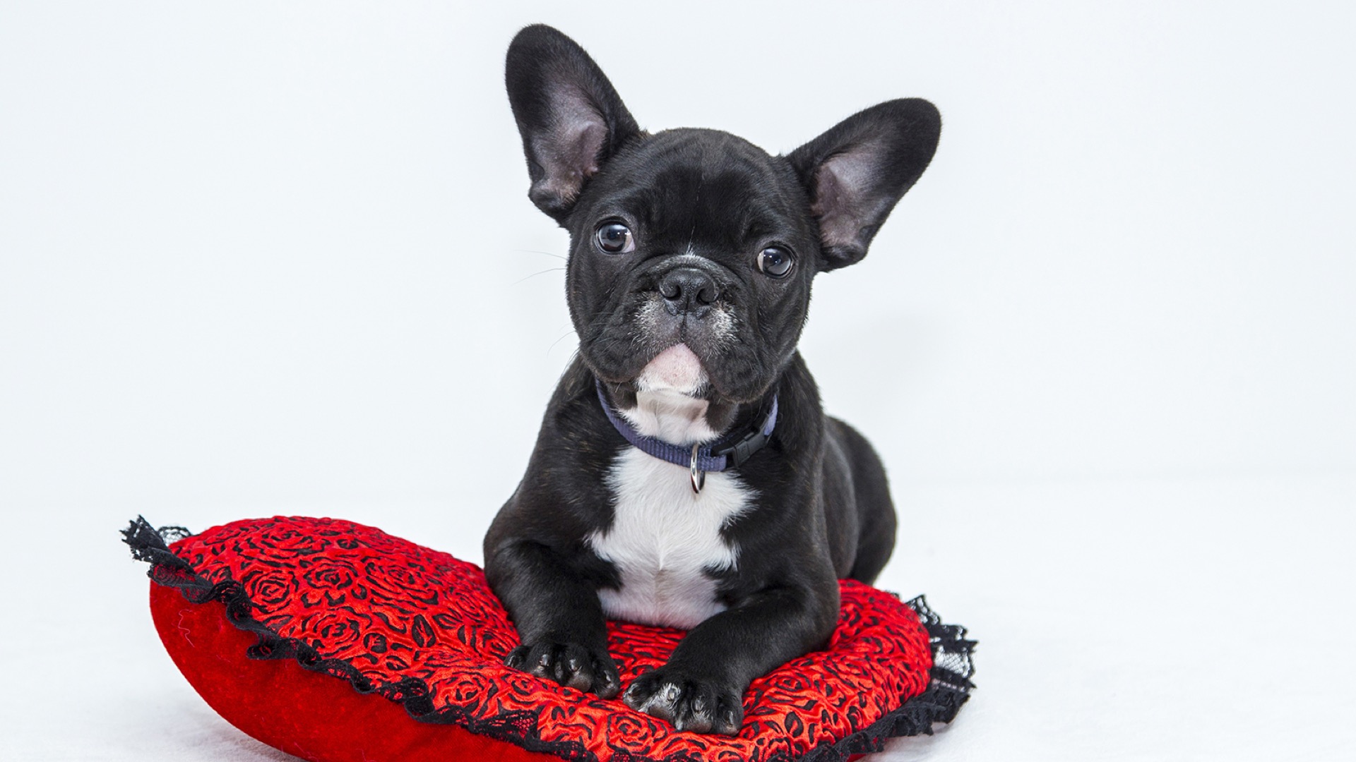 frenchie on red pillow