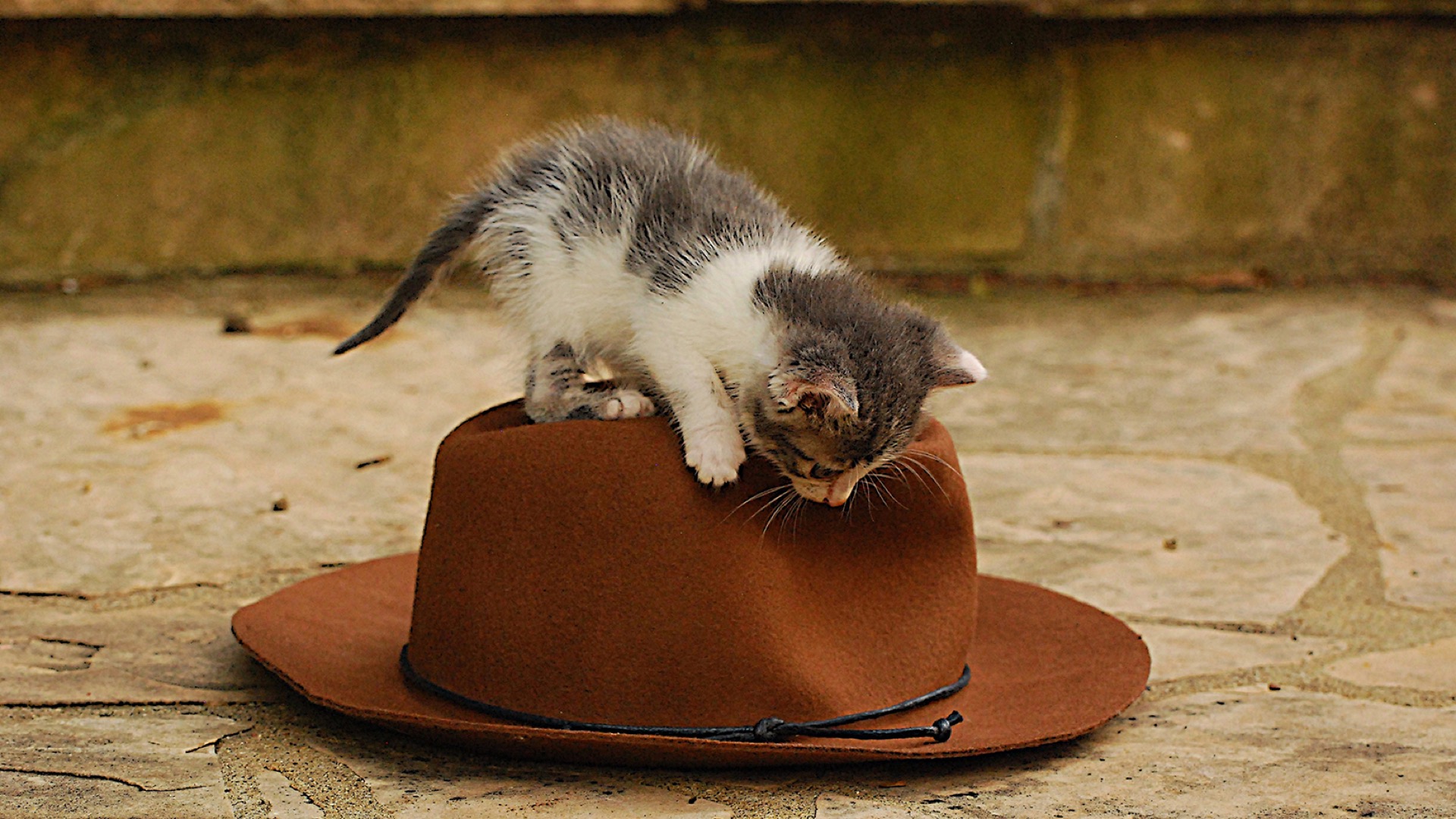 kitten on hat