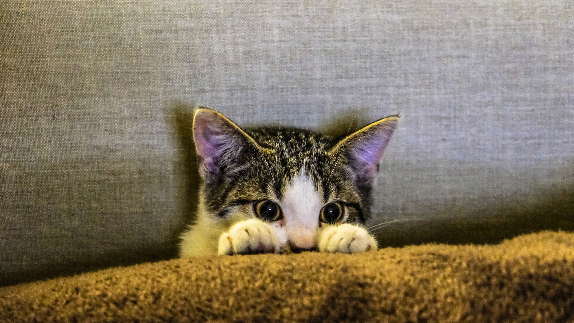 kitty peeking out from blanket