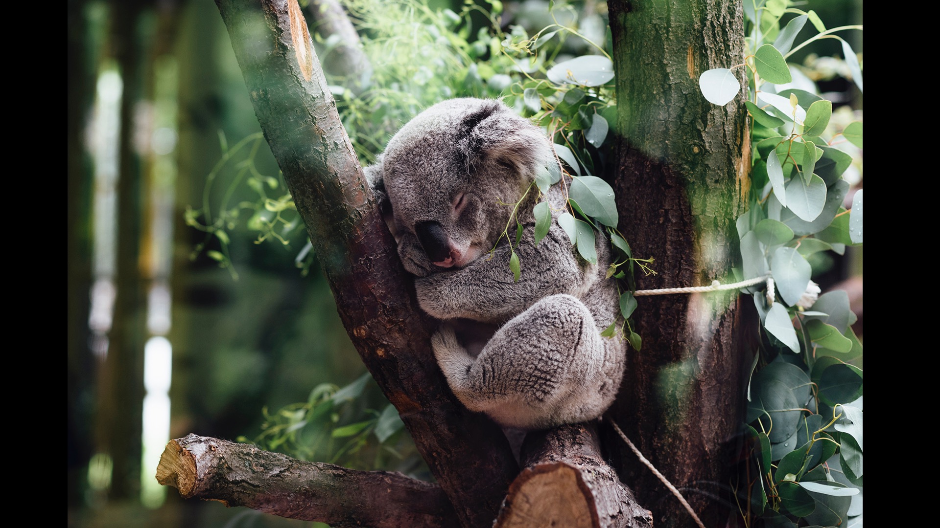 koala sleeping number 2