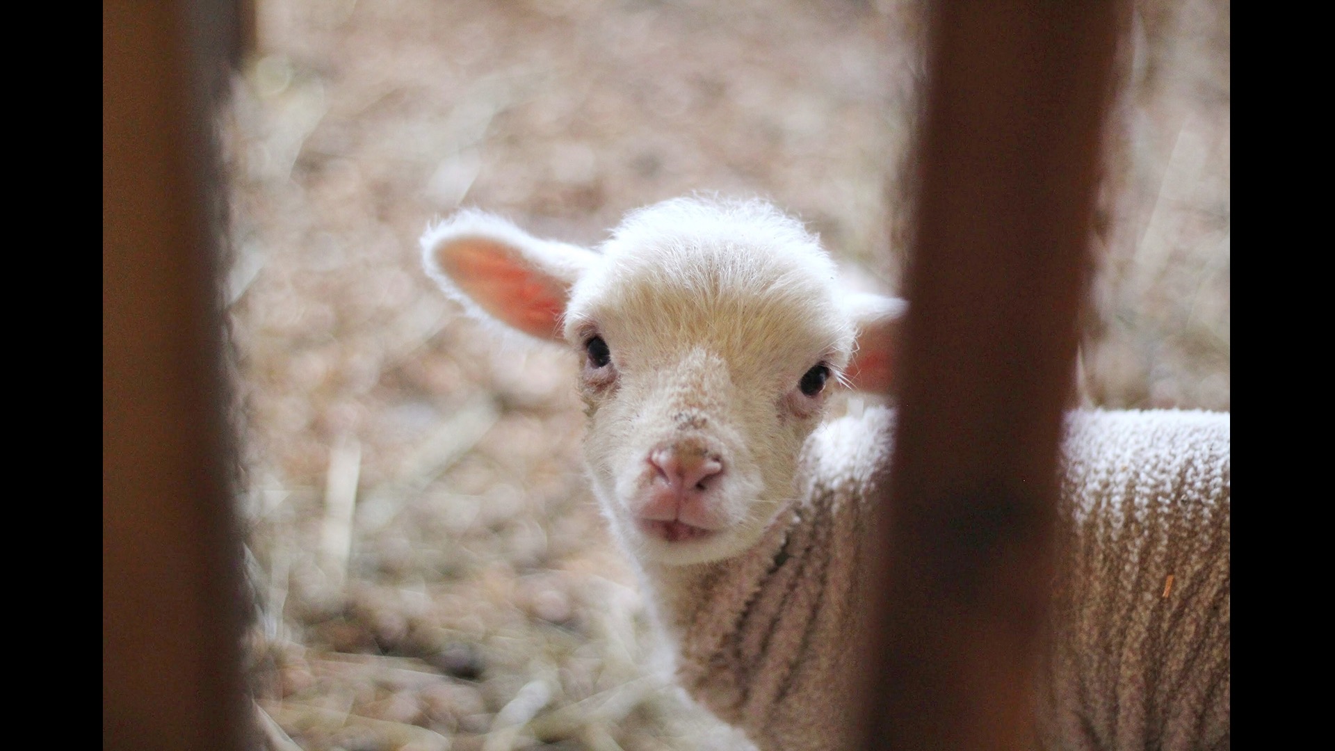 lamb behind bars