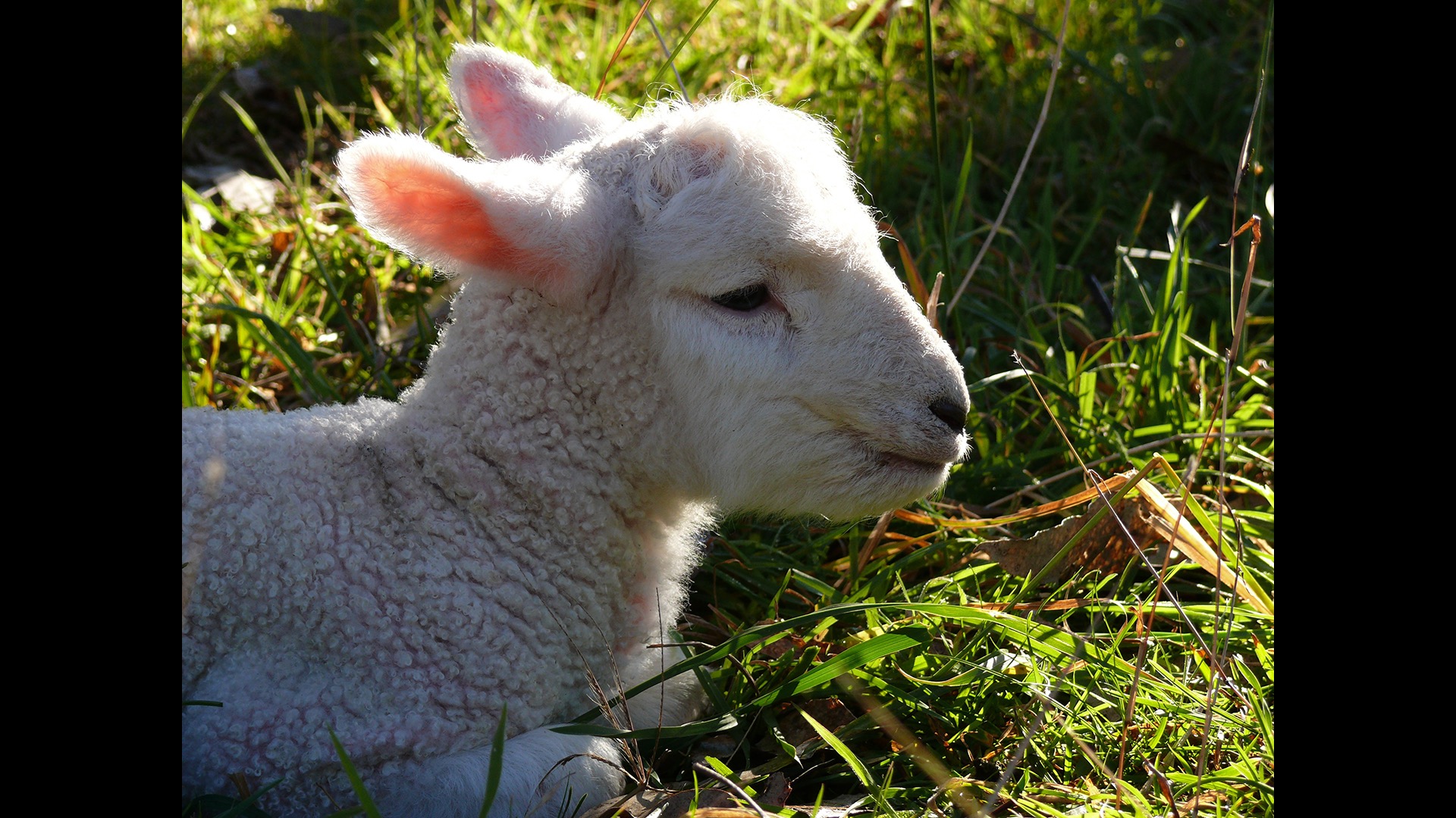lamb lying down