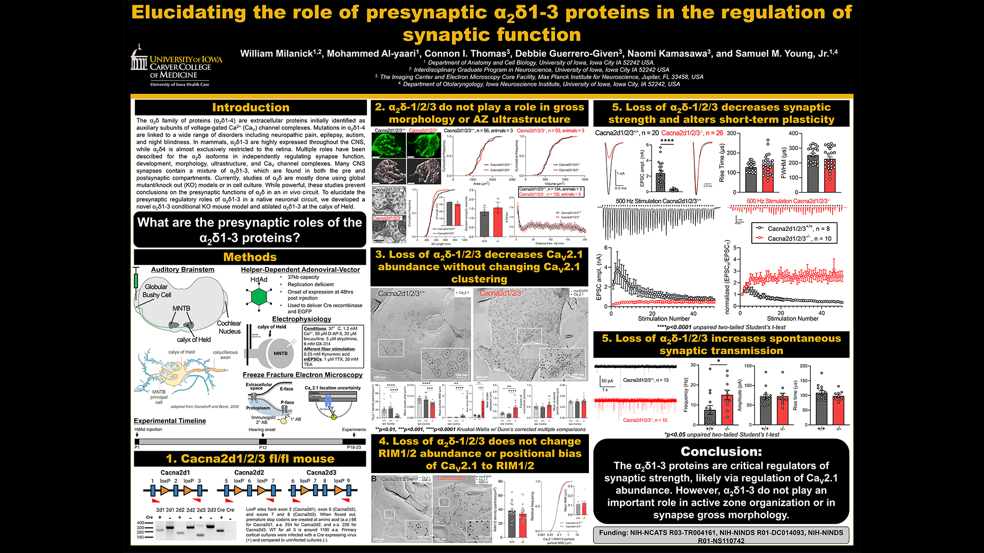 Milanick: Elucidating the role of presynaptic a2o1-3 proteins in the regulation of synaptic function