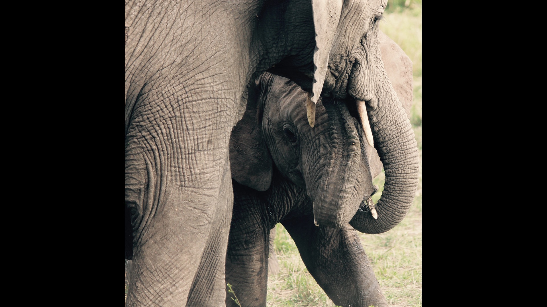mother nuzzling baby elephant
