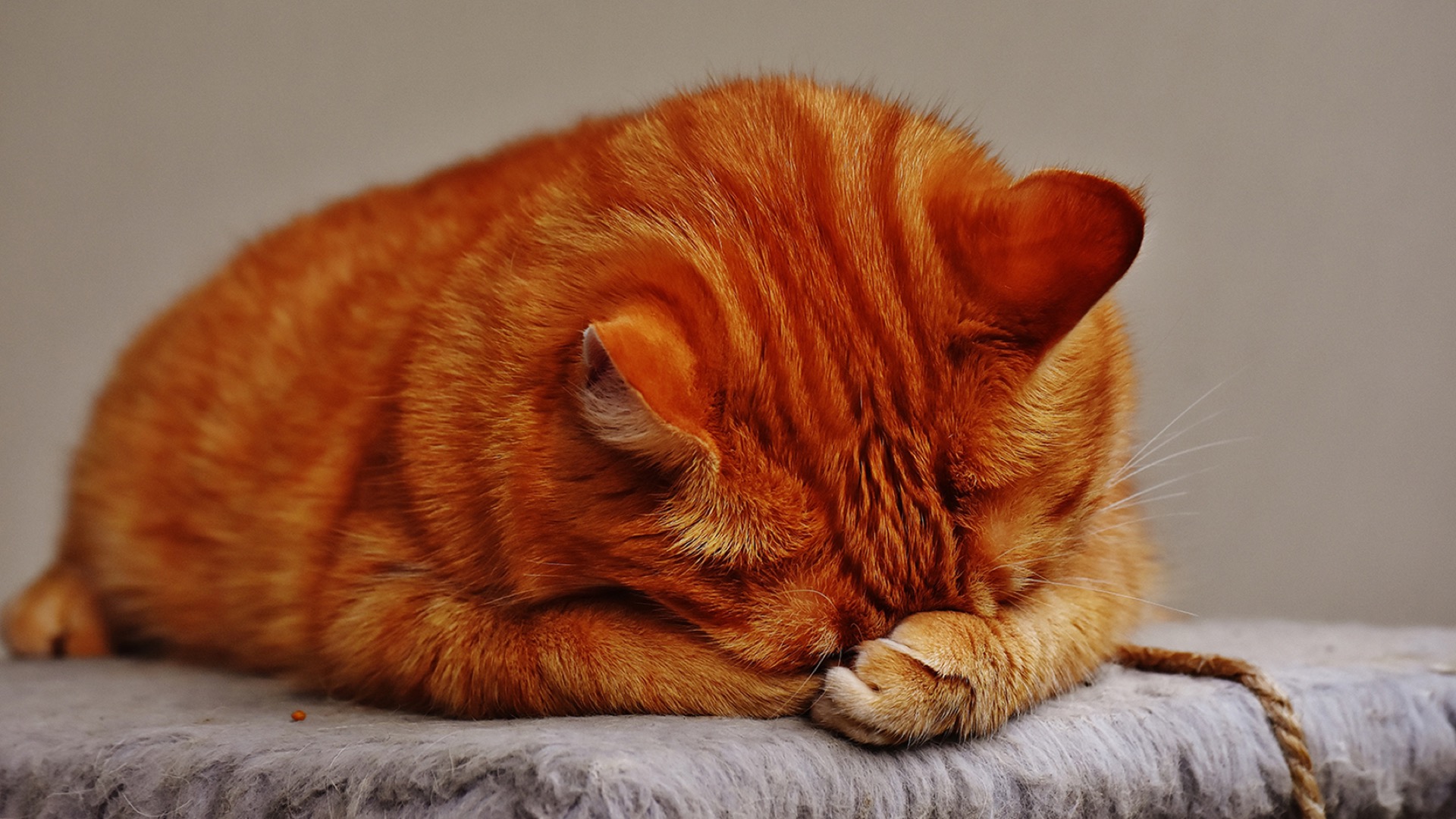 orange kitten hiding its eyes
