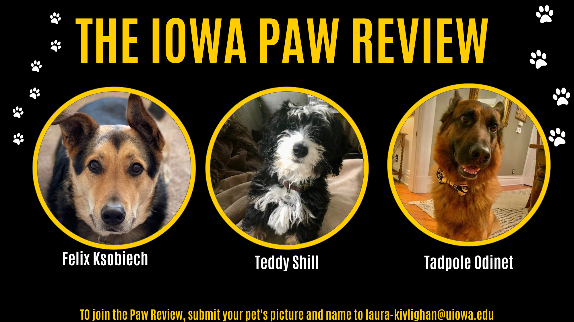 Paw Review