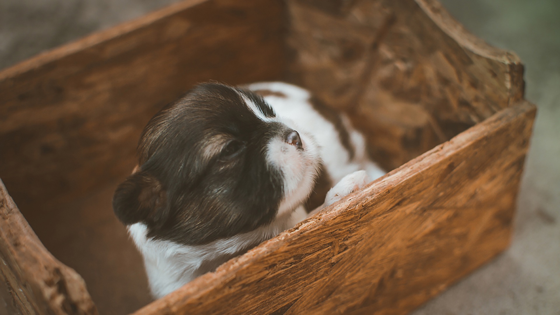 puppy in wood box