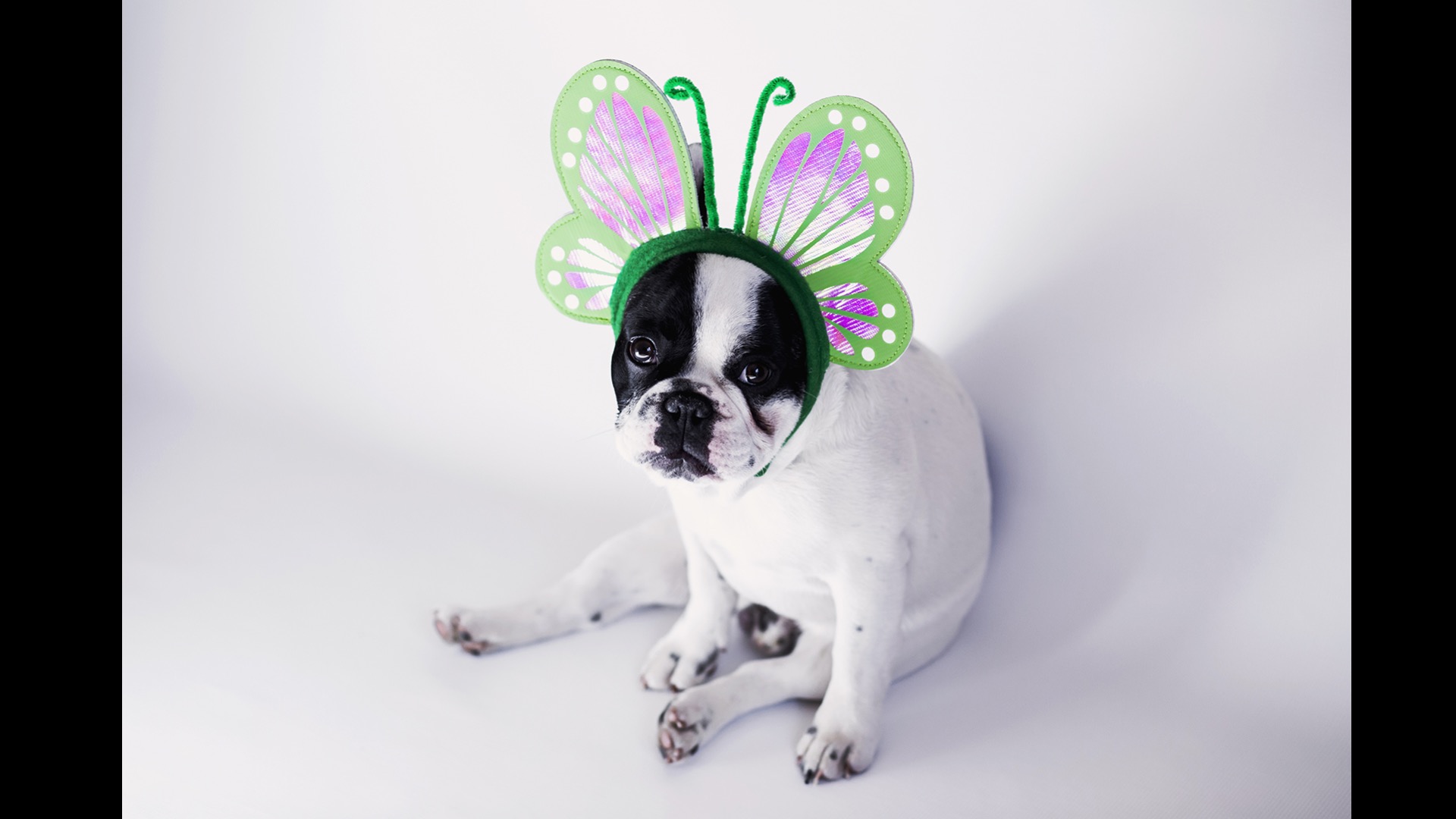 puppy with butterfly wings