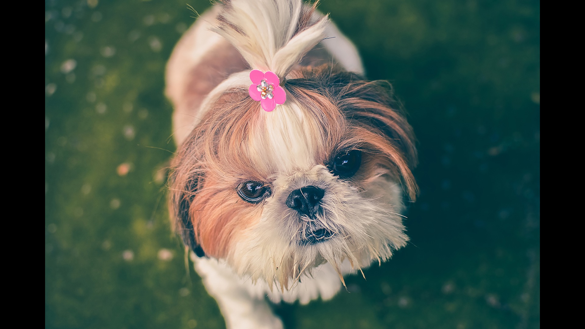 puppy with pink flower in hair