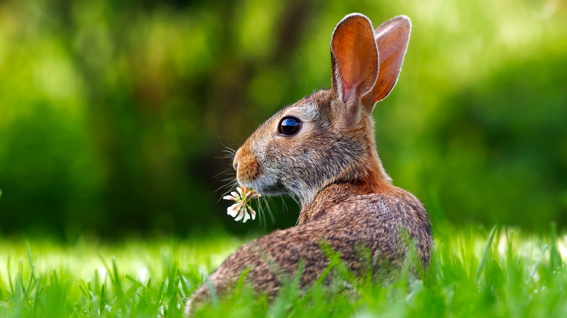 rabbit eating flower