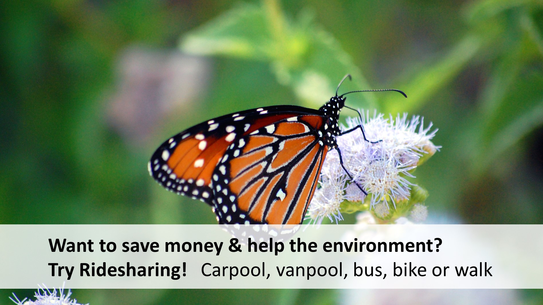 Save money and help the environment by ridesharing