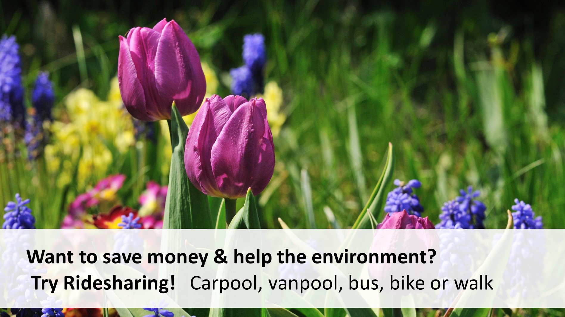 Try ridesharing. carpool, vanpool, bus, bike or walk