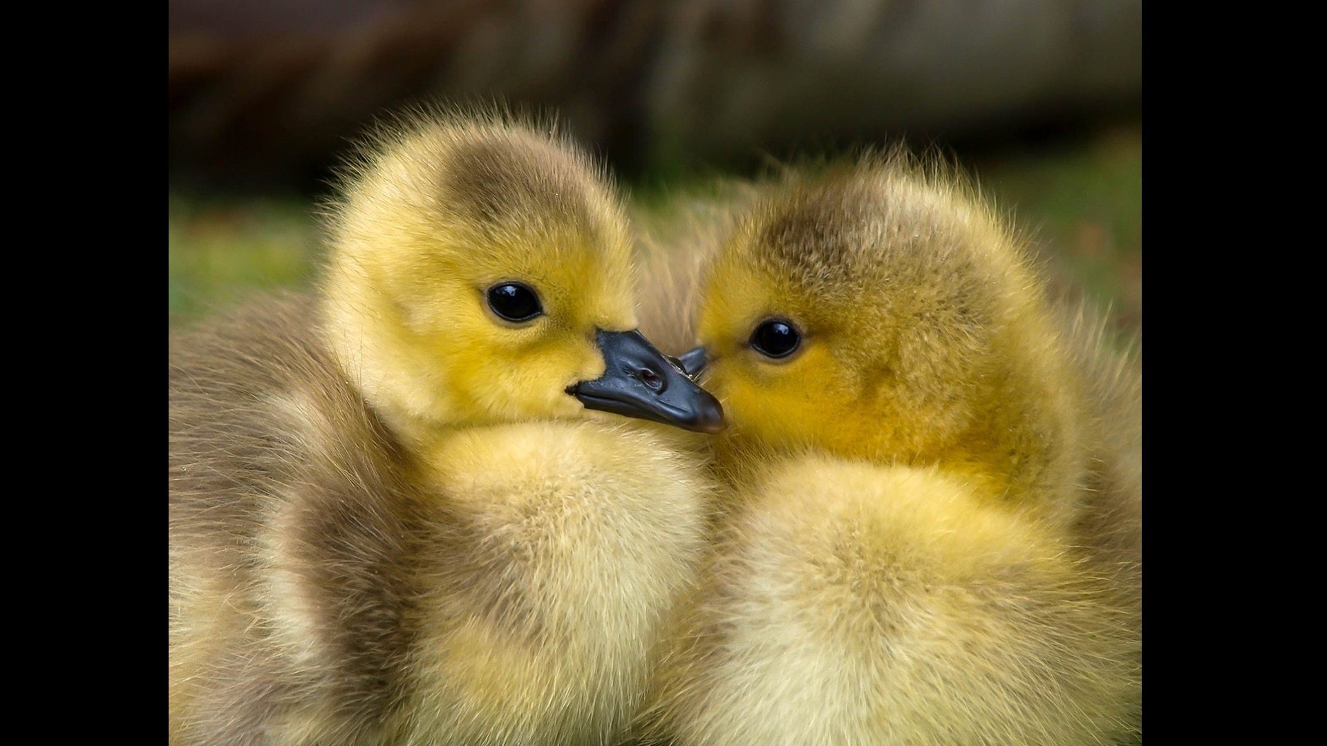two yellow ducks cuddling