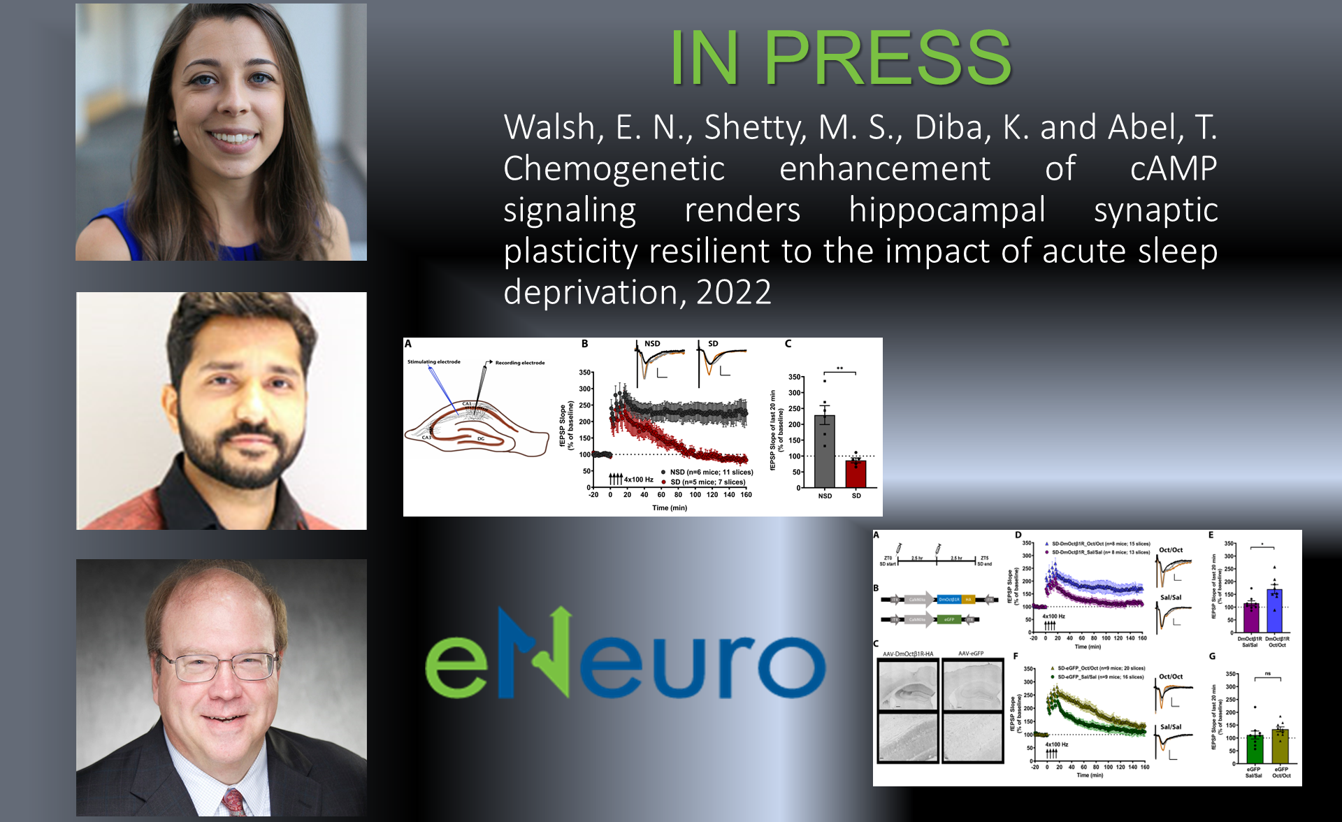 Walsh, Shetty and Abel - eNeuro 2022