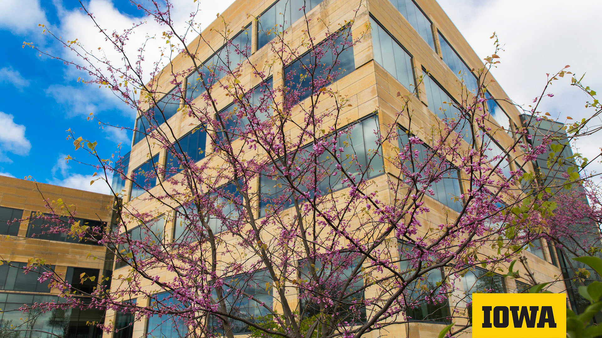 CPH Building exterior with blooming tree in spring