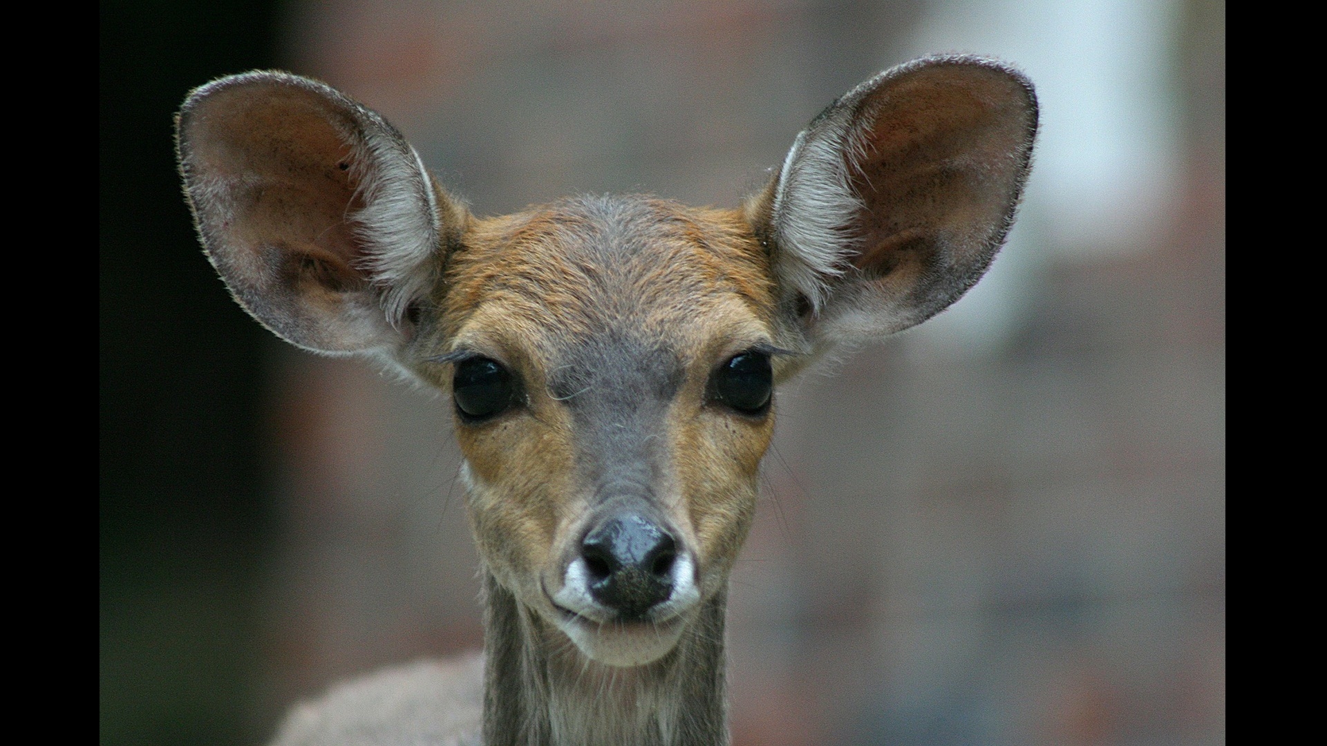 doe with big ears