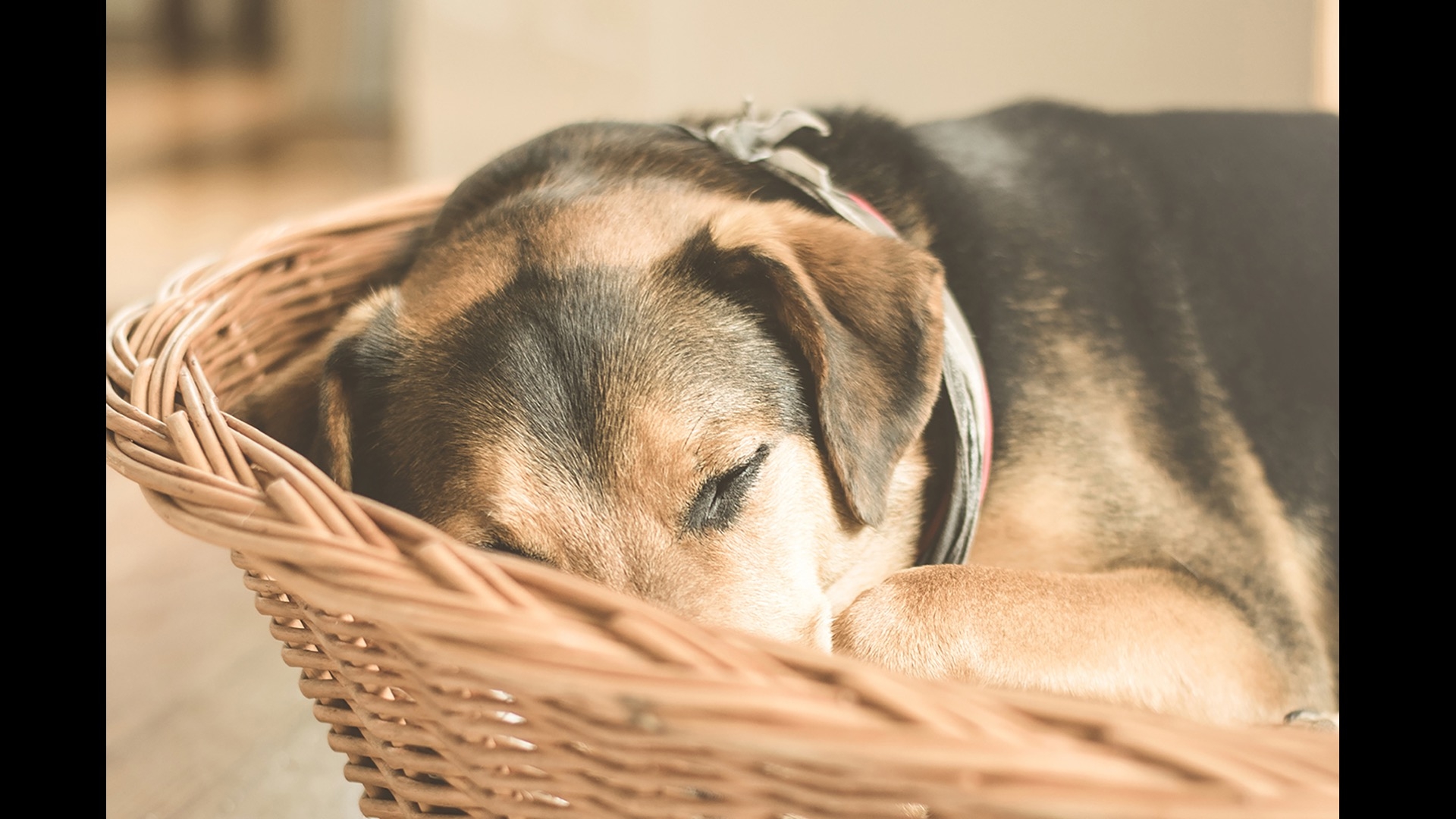 dog sleeping in basket