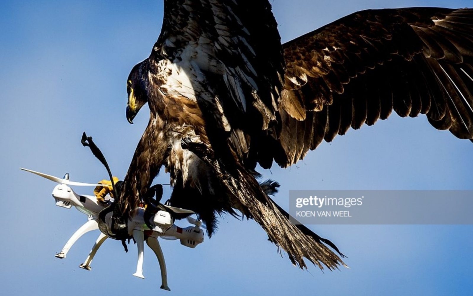 drone-catching-eagle-photo-goes-viral