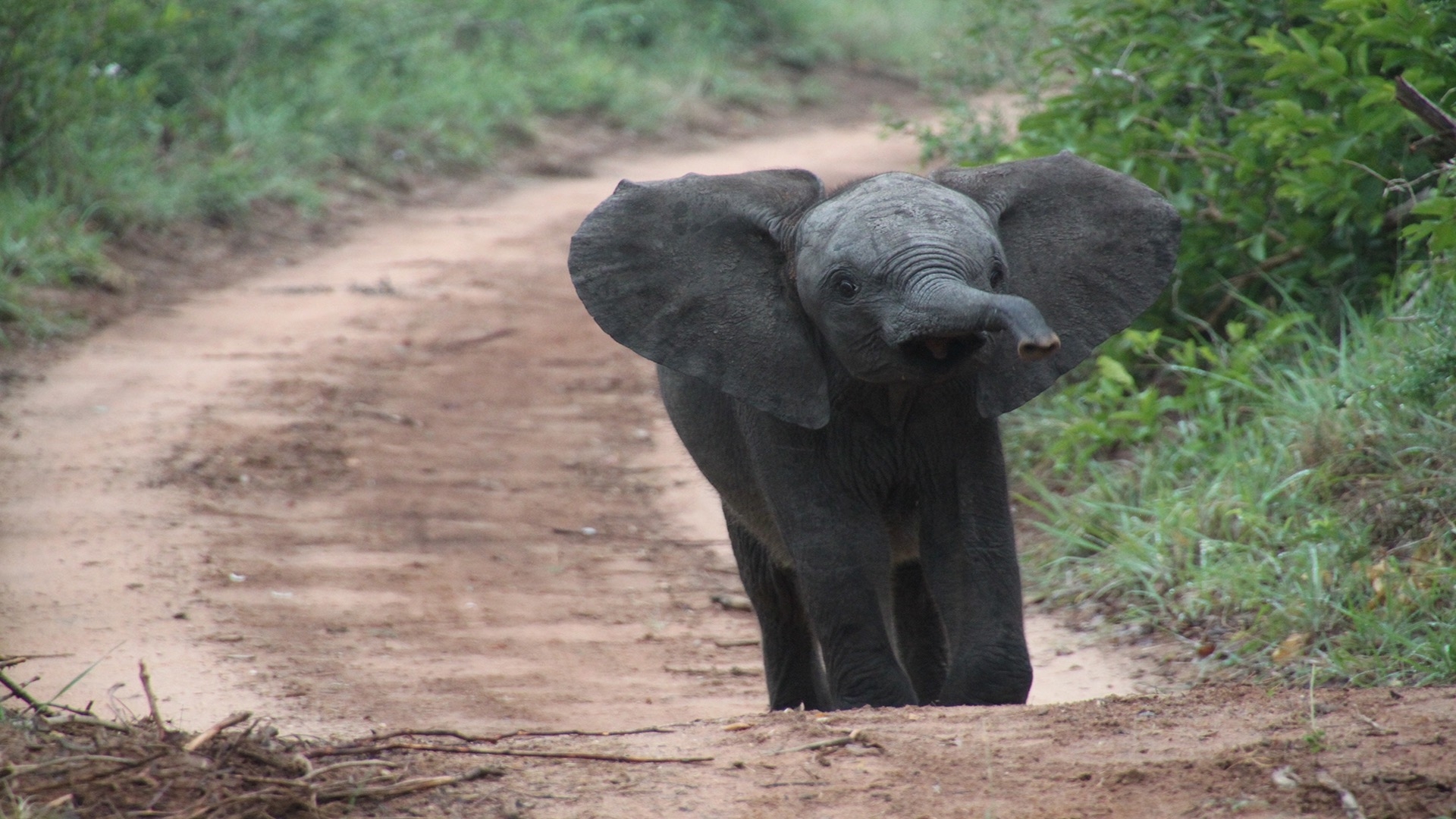 elephant with ears and trunk up