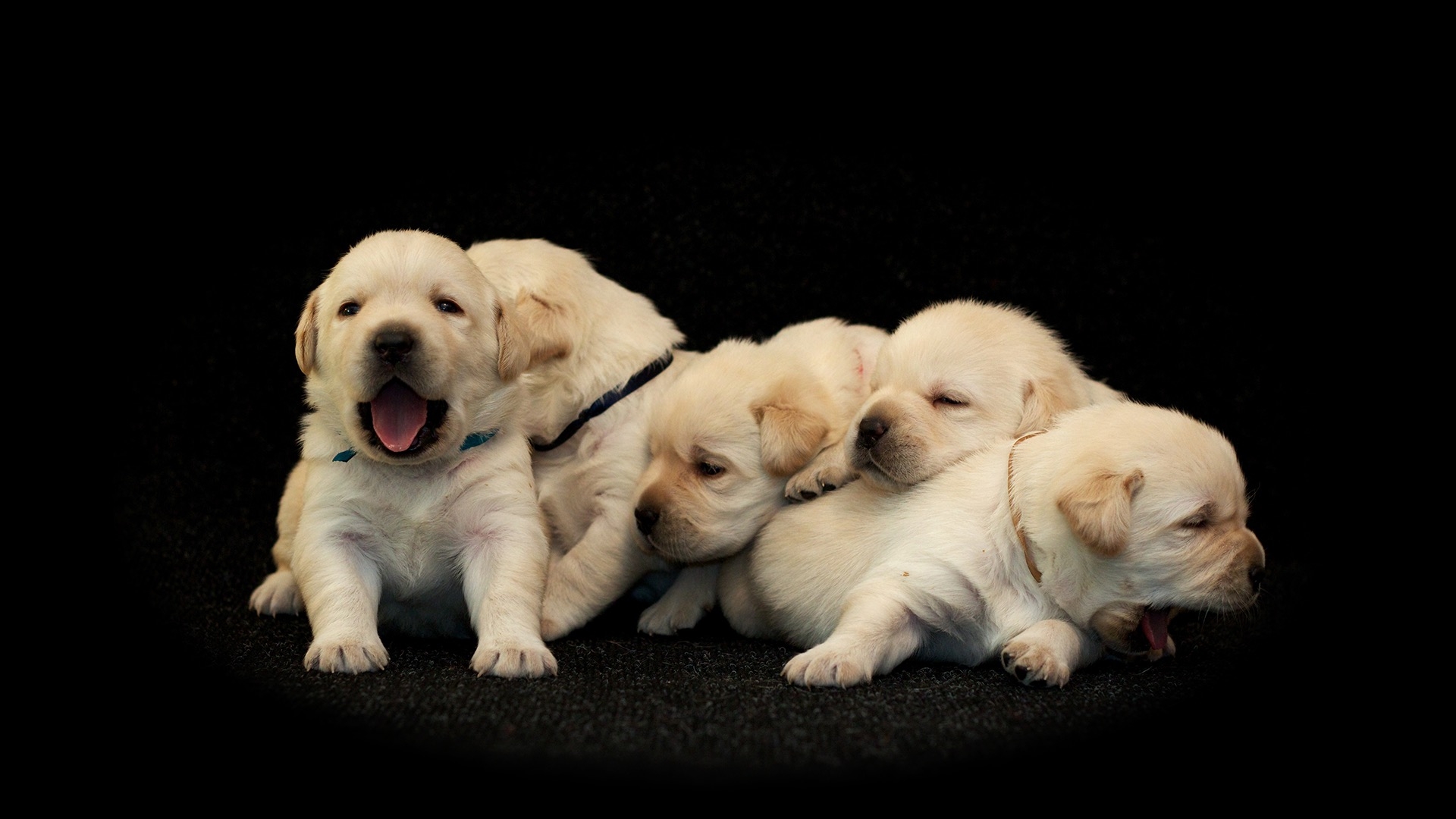 five yellow lab puppies