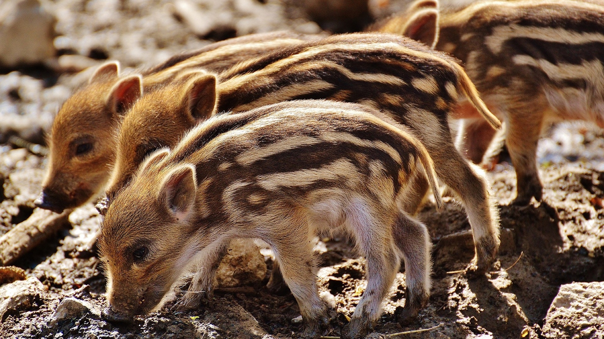 four striped piglets