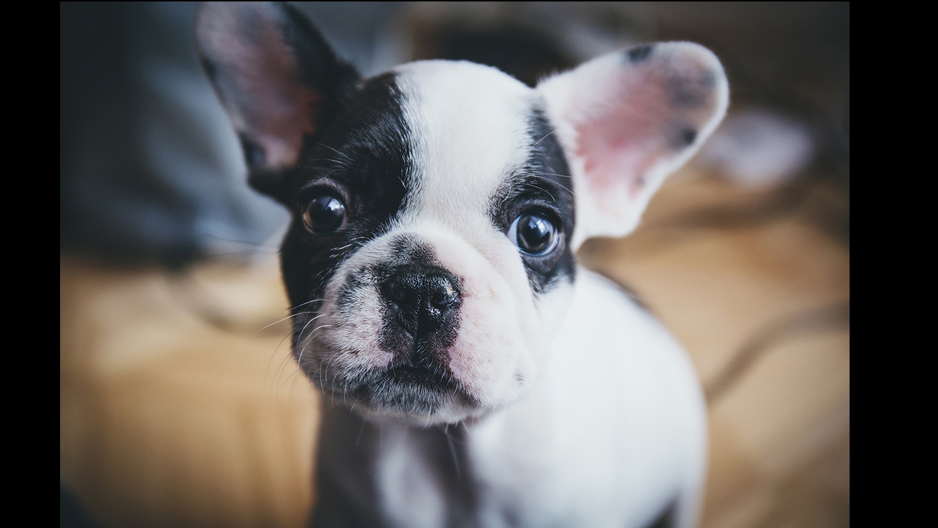 frenchie up close