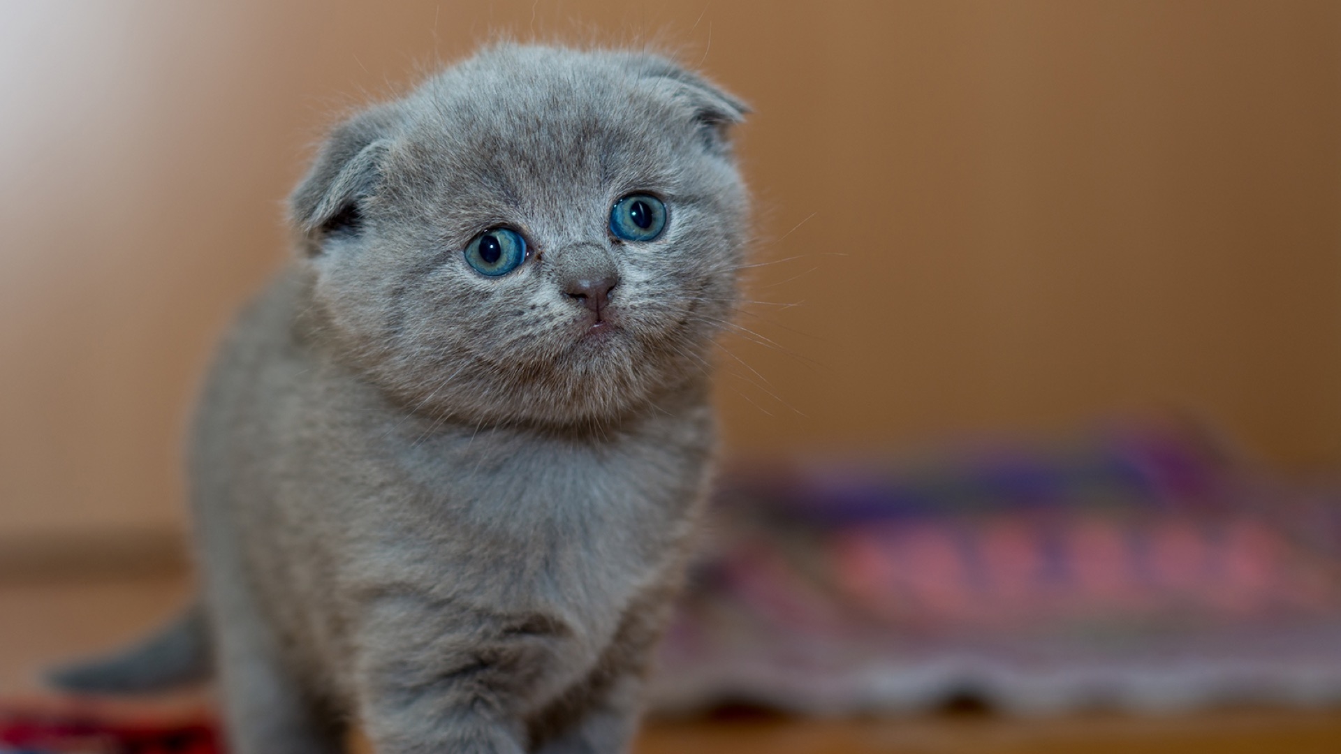 gray cat with blue eyes