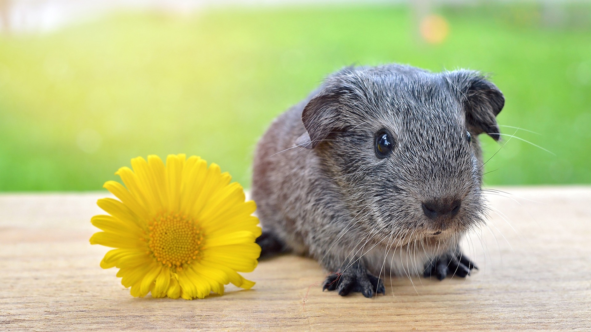 guinea pig with flower
