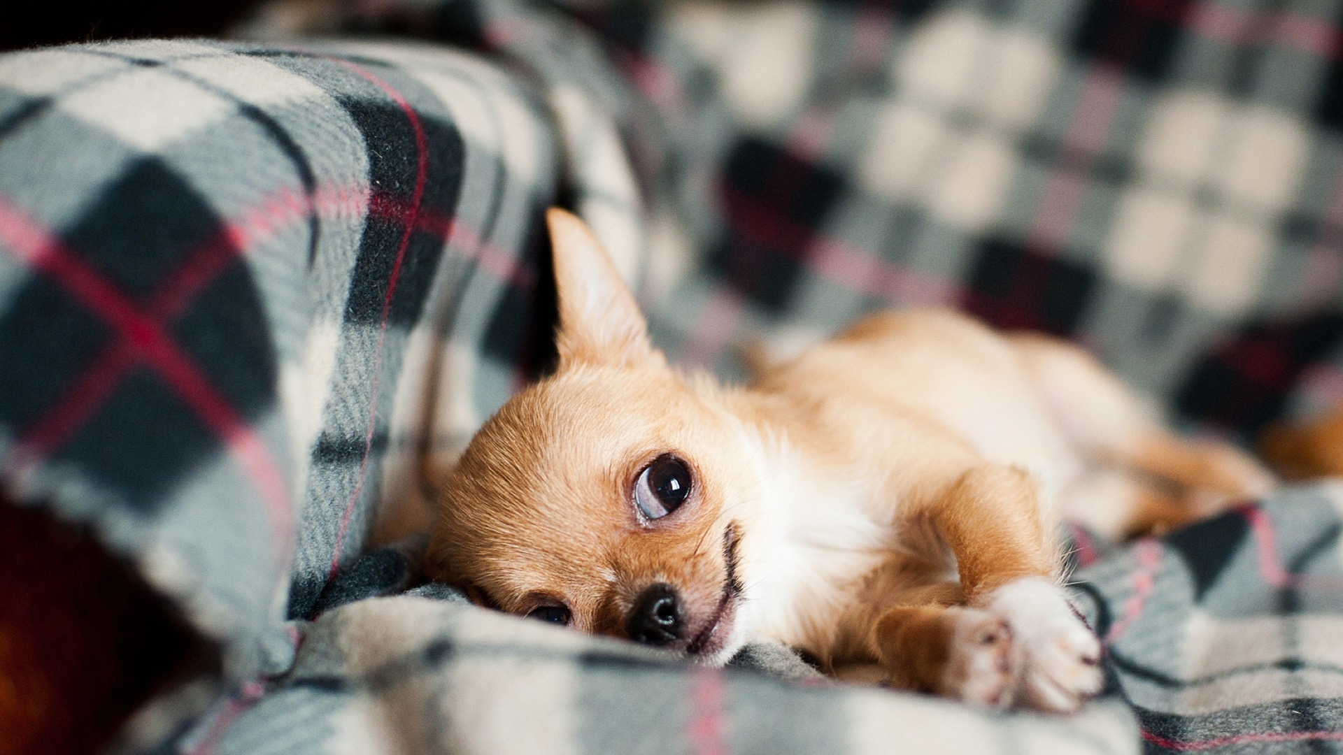 little dog on blanket