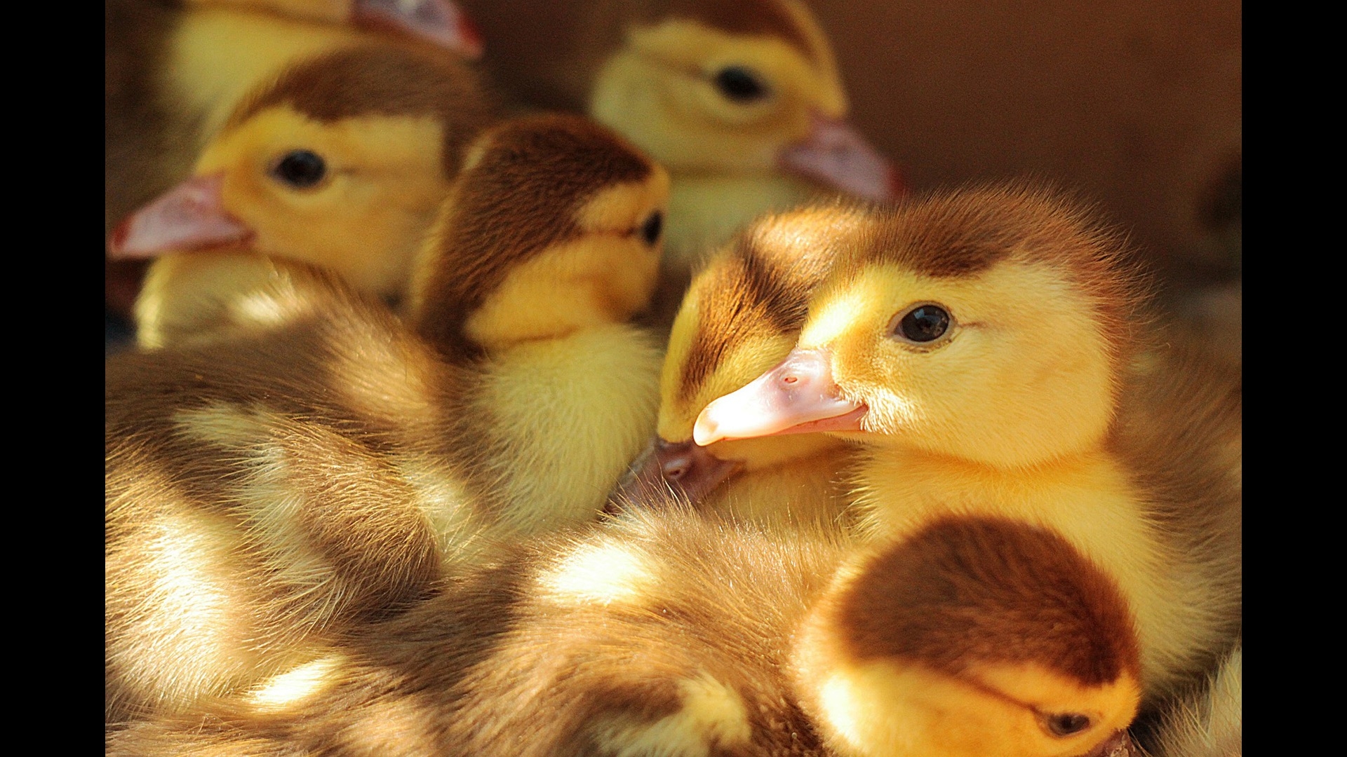 lots of ducklings