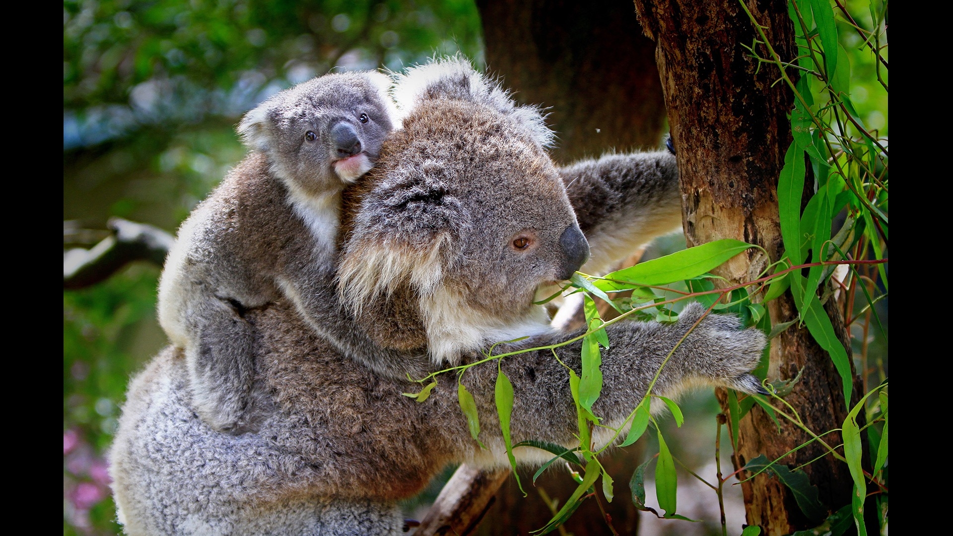 momma and baby koala