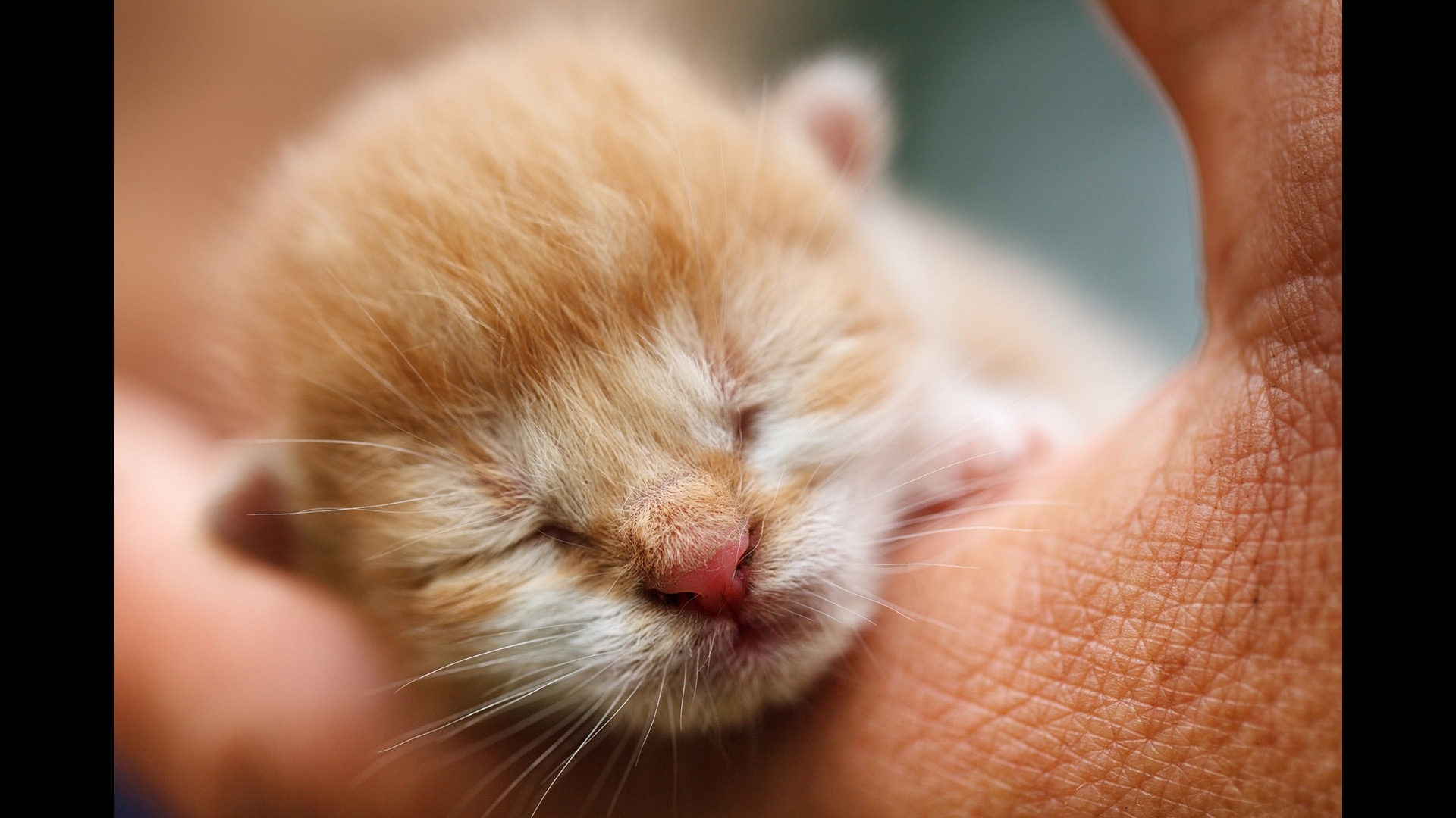 newborn kitten